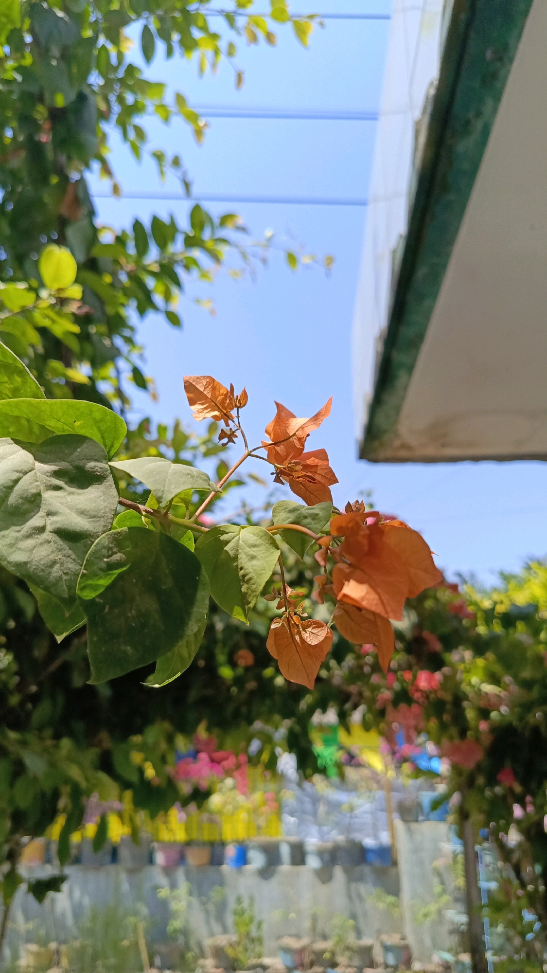 The image depicts a close-up view of orange bougainvillea flowers and green leaves against a bright blue sky. In the background, out of focus, are more colorful flowers and plants, a light-colored wall, and what appears to be the edge of a building with a green trim. The scene suggests an outdoor environment, possibly a garden or a residential area, bathed in sunlight. The location is identified as Kebumen, Indonesia. There are no people visible in the image. The image is framed with the flowering branch taking up a significant portion of the foreground. The overall impression is one of natural beauty under a clear sky.