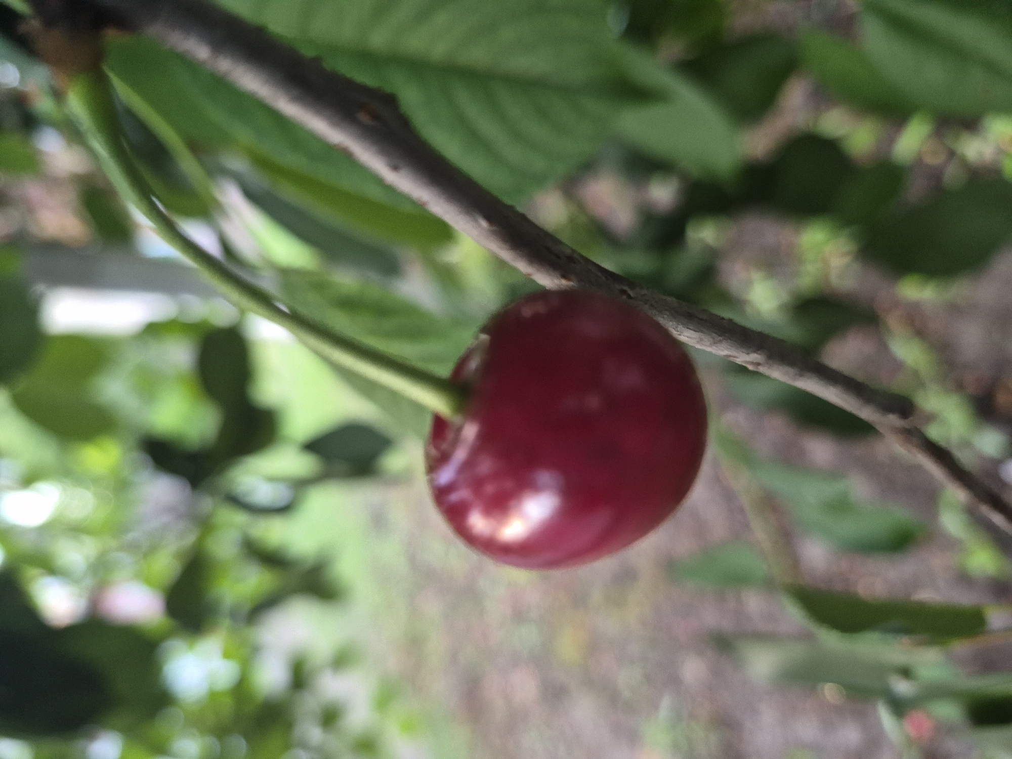 The image shows a single, ripe cherry hanging from a thin stem, attached to a branch. The cherry is a deep red color with a glossy sheen. The background is a blur of green leaves and dappled sunlight, suggesting an outdoor, natural setting, likely a garden or orchard. The focus is sharply on the cherry, with the surrounding foliage and branch appearing out of focus. There are no people or man-made structures visible in the image.