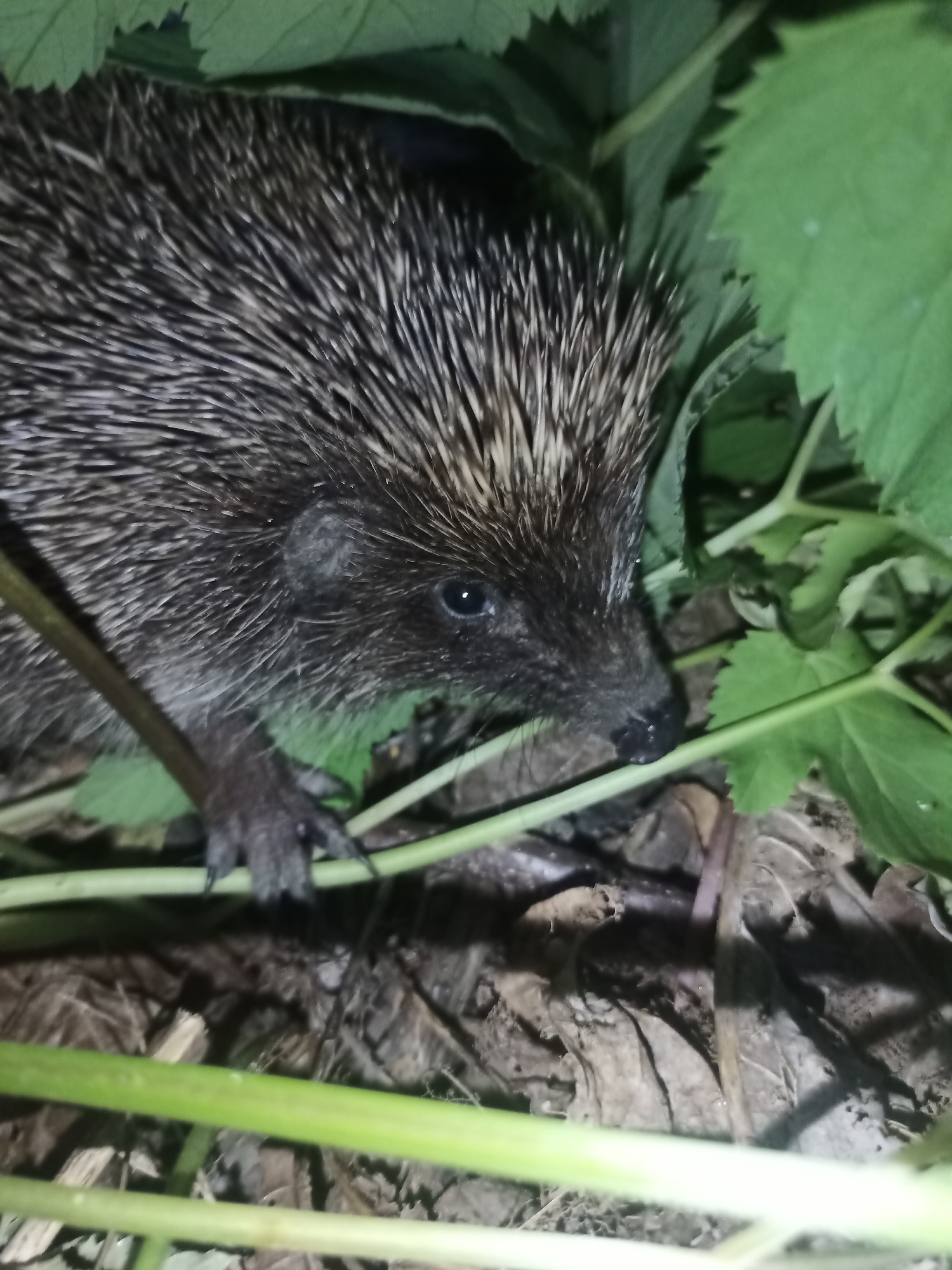 A close-up, low-angle, eye-level shot shows a hedgehog partially obscured by green leaves and thin green stems in an outdoor environment. The hedgehog's head and upper body are visible, with its quills prominent. Its eye is dark and focused forward. Its front paw is extended, touching a green stem. The background consists of dry leaves and soil. The scene appears to be in an area with natural vegetation, possibly a garden or wooded area. The lighting suggests it may be dusk or night, or a heavily shaded area. The image location is stated to be in Yampil, Ukraine.