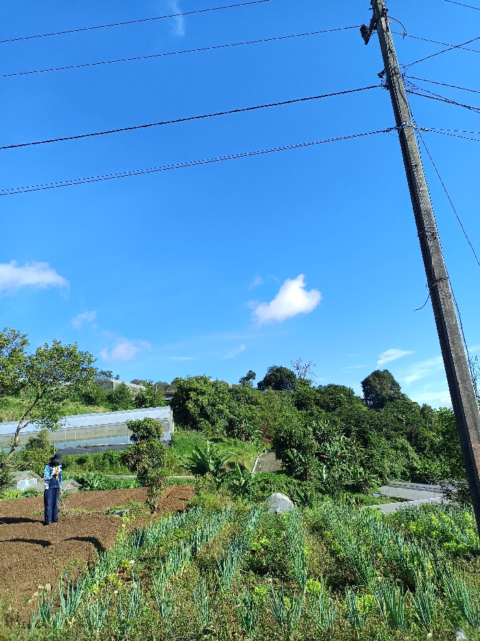This image depicts an agricultural landscape in Sukatani, Indonesia, under a clear blue sky with sparse white clouds. In the foreground and mid-ground, a cultivated field is visible, featuring rows of green, upright plants, likely alliums, on the right. To the left, several plots of bare, tilled earth are present. One individual, wearing dark blue pants, a patterned light blue shirt, and a wide-brimmed dark hat, stands in one of the tilled plots on the left, holding a long stick-like tool. Their gaze appears directed downwards towards the ground.
In the mid-ground and background, multiple tunnel greenhouses with translucent covers are situated on vegetated slopes. Dense green foliage and trees cover the hilly terrain behind the fields and greenhouses. A segment of a paved road is partially visible winding through the greenery in the mid-right. A prominent concrete utility pole, supporting multiple overhead power lines, occupies the far right side of the frame, extending from bottom to top. These power lines traverse horizontally across the upper section of the sky. The scene indicates active farming operations within a rural, hilly environment with visible infrastructure.