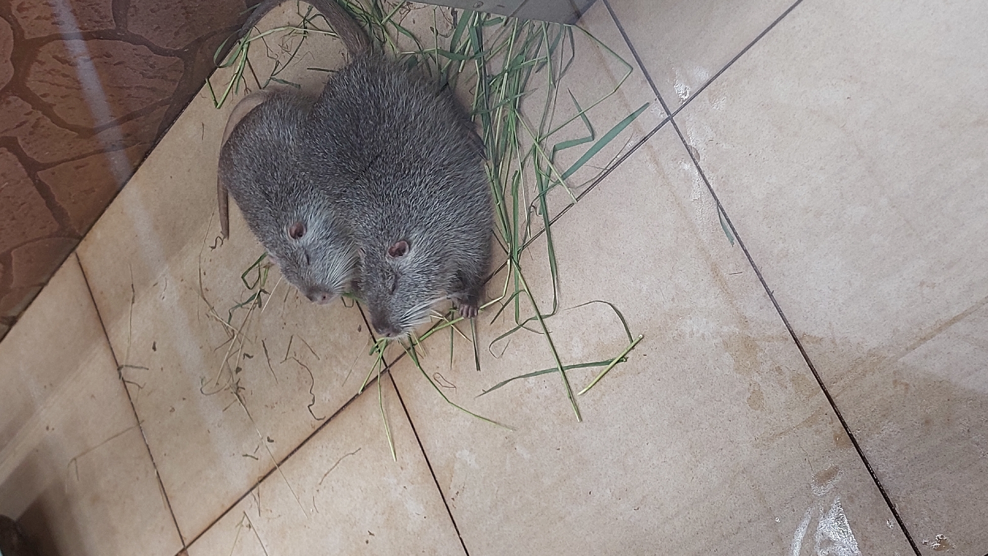 Two coypus, also known as nutria, are resting on a tiled floor, nestled amongst some dry grass. The coypus are furry rodents with greyish-brown fur and visible whiskers. One coypu is positioned slightly behind the other, its head resting on the body of the front one. The front coypu appears to be eating or chewing on some of the grass. The floor is made of large, light brown tiles with dark grout lines. In the background, a textured wall with a pattern resembling stacked stones or bricks is visible. The lighting suggests an indoor environment, possibly an enclosure or habitat in a zoo or wildlife park.
