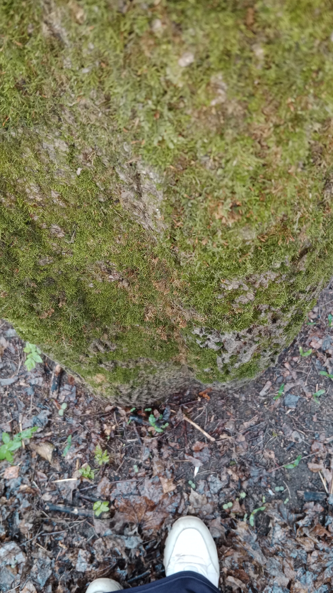 The image shows the base of a moss-covered tree trunk in an outdoor environment, likely a forest or park. The ground is covered with damp leaves and small plants. A person's feet, wearing white sneakers, are visible at the bottom of the frame. Specific location details within Moscow, Russia, are not discernible from the image.