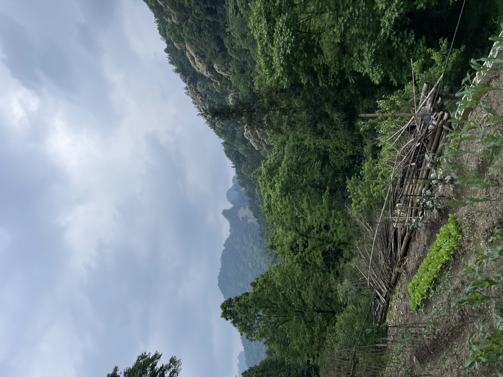 The image depicts a landscape in Wulingyuan, China, characterized by lush vegetation, mountainous terrain, and overcast skies. A section of land has been cultivated, revealing rows of planted crops. A rough, wooden fence made of sticks and branches is visible, providing a boundary to the cultivated area. The mountains in the background are shrouded in mist, contributing to the serene, natural environment.
