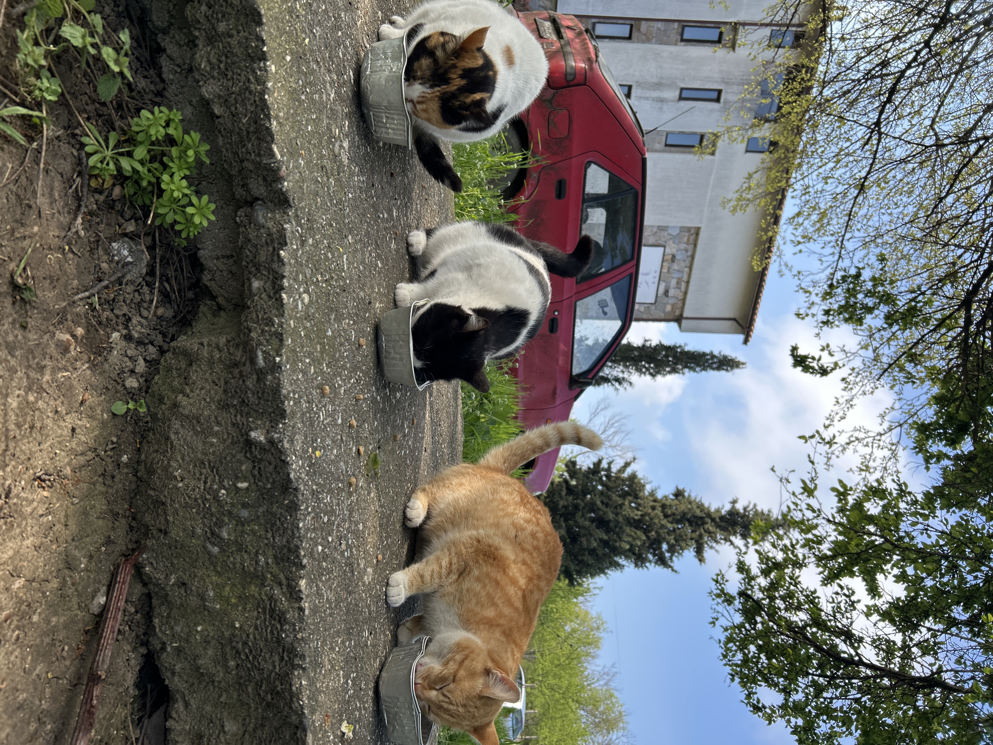 Three cats of different colors (calico, black/white, orange tabby) are eating out of metal bowls on a concrete surface. A red car is parked behind them, in front of a white building with multiple windows. Trees surround the scene, partially obscuring the sky. The location is assumed to be outdoors, possibly in an urban or suburban area.