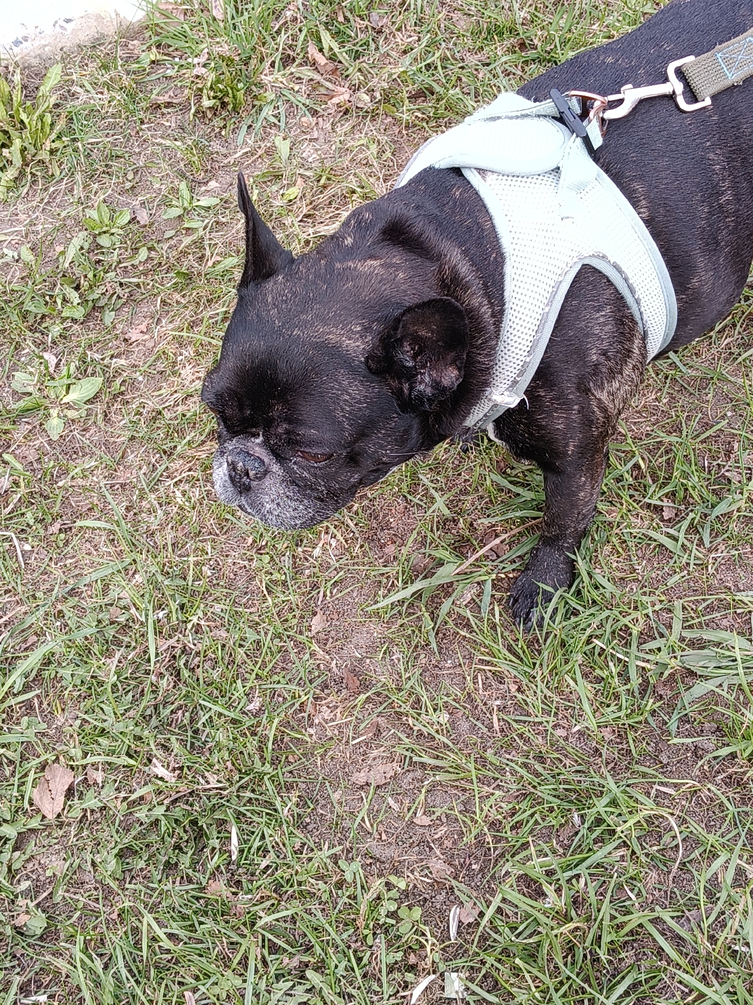 A brindle French Bulldog wearing a light blue mesh harness stands on grass. The location is indeterminate.