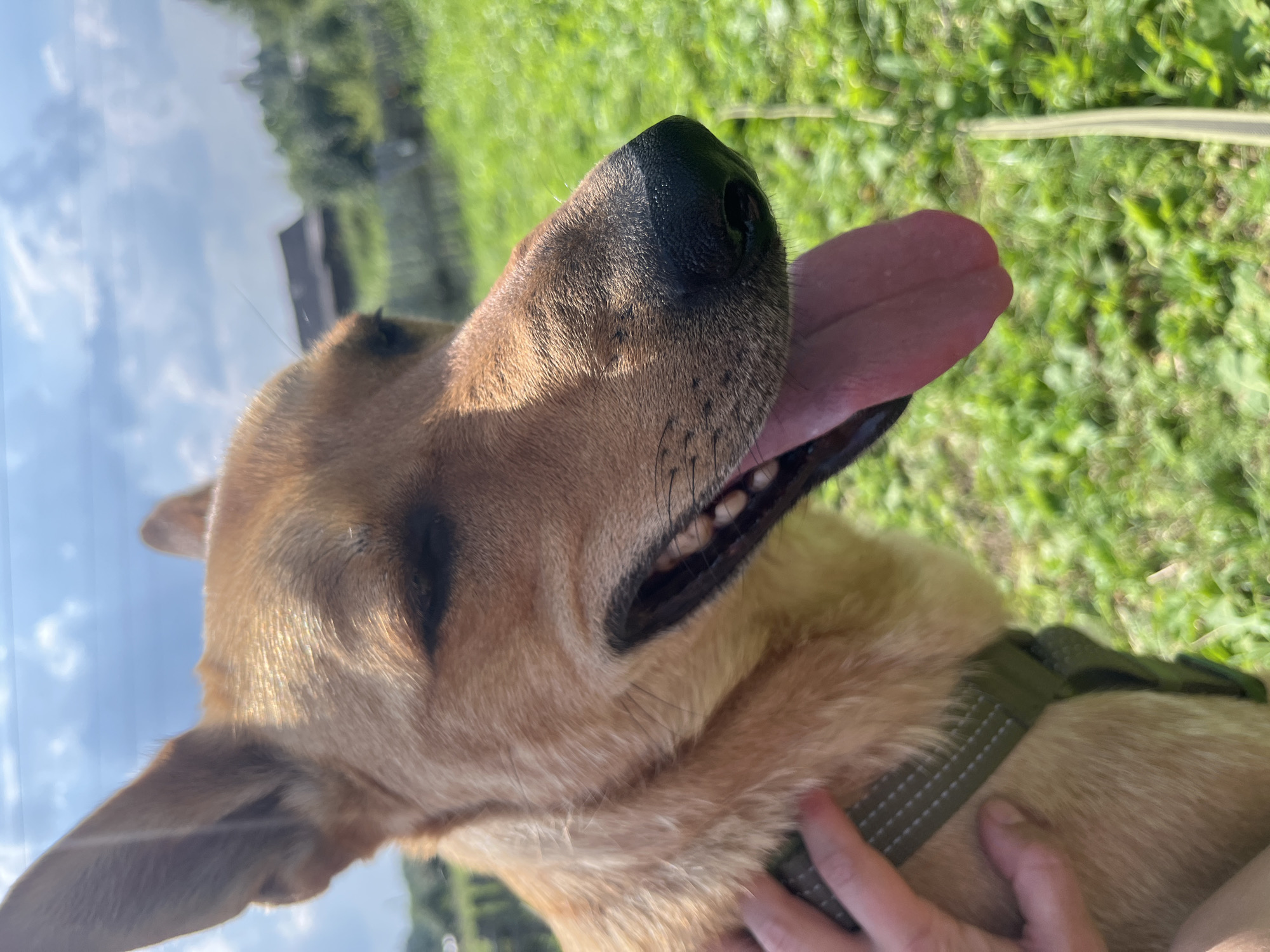 A tan dog with its mouth open and tongue hanging out is pictured outdoors. The dog is wearing a green collar. The background is a field of green grass with some trees and a building in the distance, under a partly cloudy sky. There is a human hand visible on the dog's neck. The location is not specified in the image.