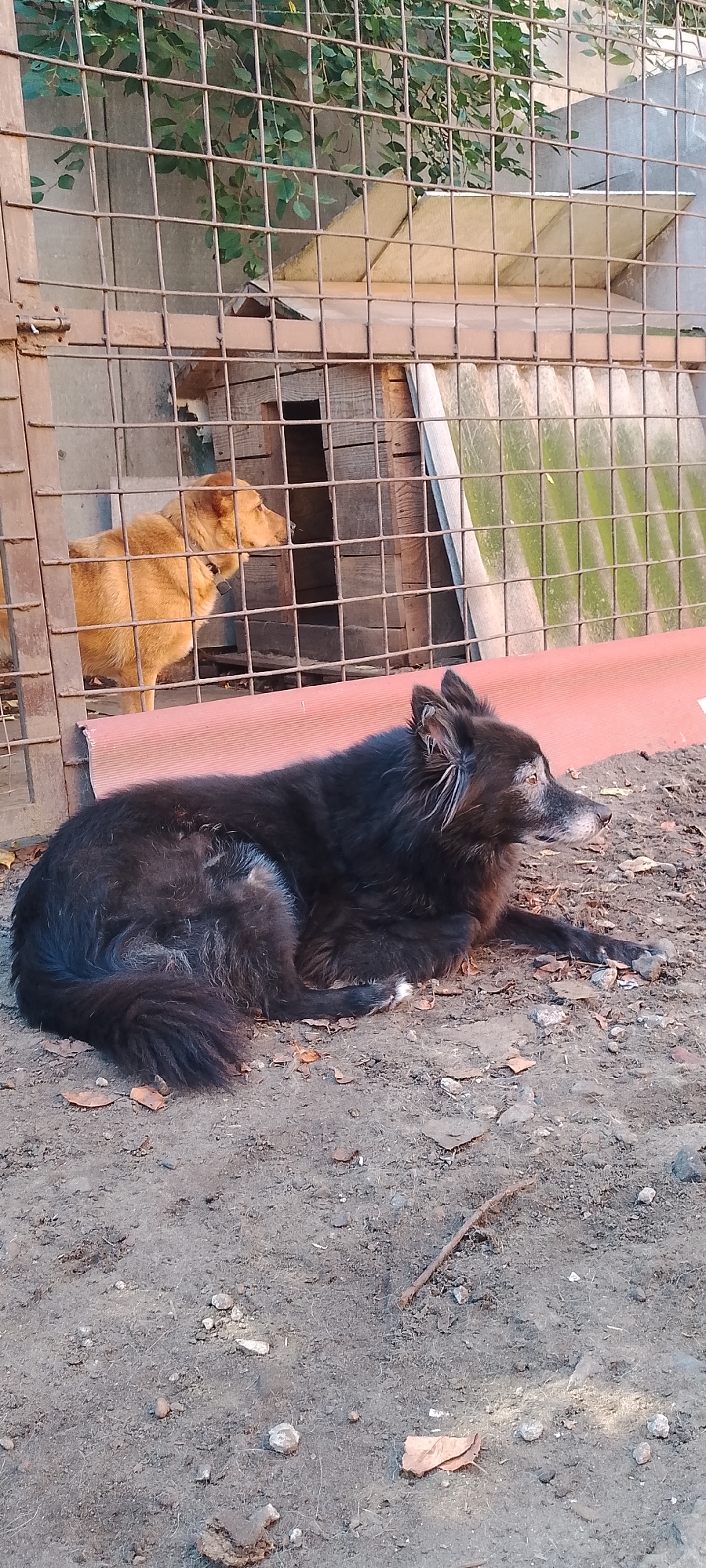 In Belgorod, Russia, a black, long-haired dog is lying on the ground outside a wire enclosure. The dog is lying on its side, facing to the right of the image, with its paws extended forward. The dog has white fur around its muzzle and white tips on its paws. Inside the enclosure, a light brown dog is standing and looking towards the black dog. The enclosure has a wooden dog house with an open entrance. The ground is covered in dirt and fallen leaves. A red metal barrier runs along the bottom of the enclosure. The background shows a concrete wall and some green foliage. The scene appears to be outdoors in daylight.