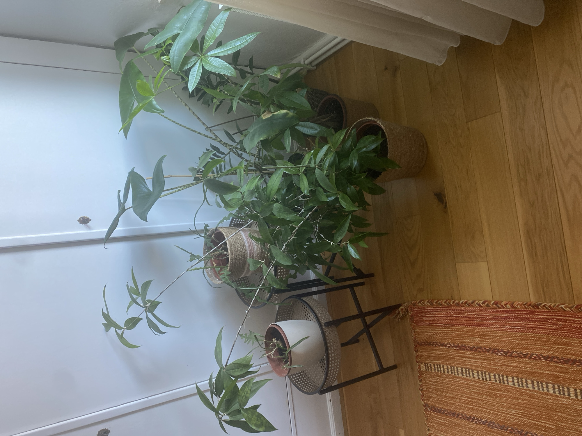 The image depicts an indoor scene, likely a living room or hallway, with several potted plants arranged near a white closet or wall. The flooring is made of polished wooden planks. To the left, a small, round, black metal side table with a wicker top holds a white pot containing a plant with long, thin, green leaves. Behind it, a larger wicker pot with a plant featuring thin, elongated, segmented stems and small leaves sits on a similar black metal side table.
In the center and right of the image, a cluster of larger potted plants are arranged on the floor. One plant, in a terracotta pot, has lush green foliage with some yellowing on one leaf. Another plant, in a round, woven pot, has slender, cascading stems and small, pointed green leaves. To the far right, a tall plant with large, paddle-shaped leaves and a striped stem is visible. A sheer, cream-colored curtain hangs on the right side of the frame, partially obscuring a section of the white wall and a radiator. A small, textured, orange and red rug is placed on the floor in the lower left corner of the image. The overall impression is one of a well-lit indoor space decorated with a variety of houseplants. There is no indication of the specific location within the city of Hildesheim, Germany.