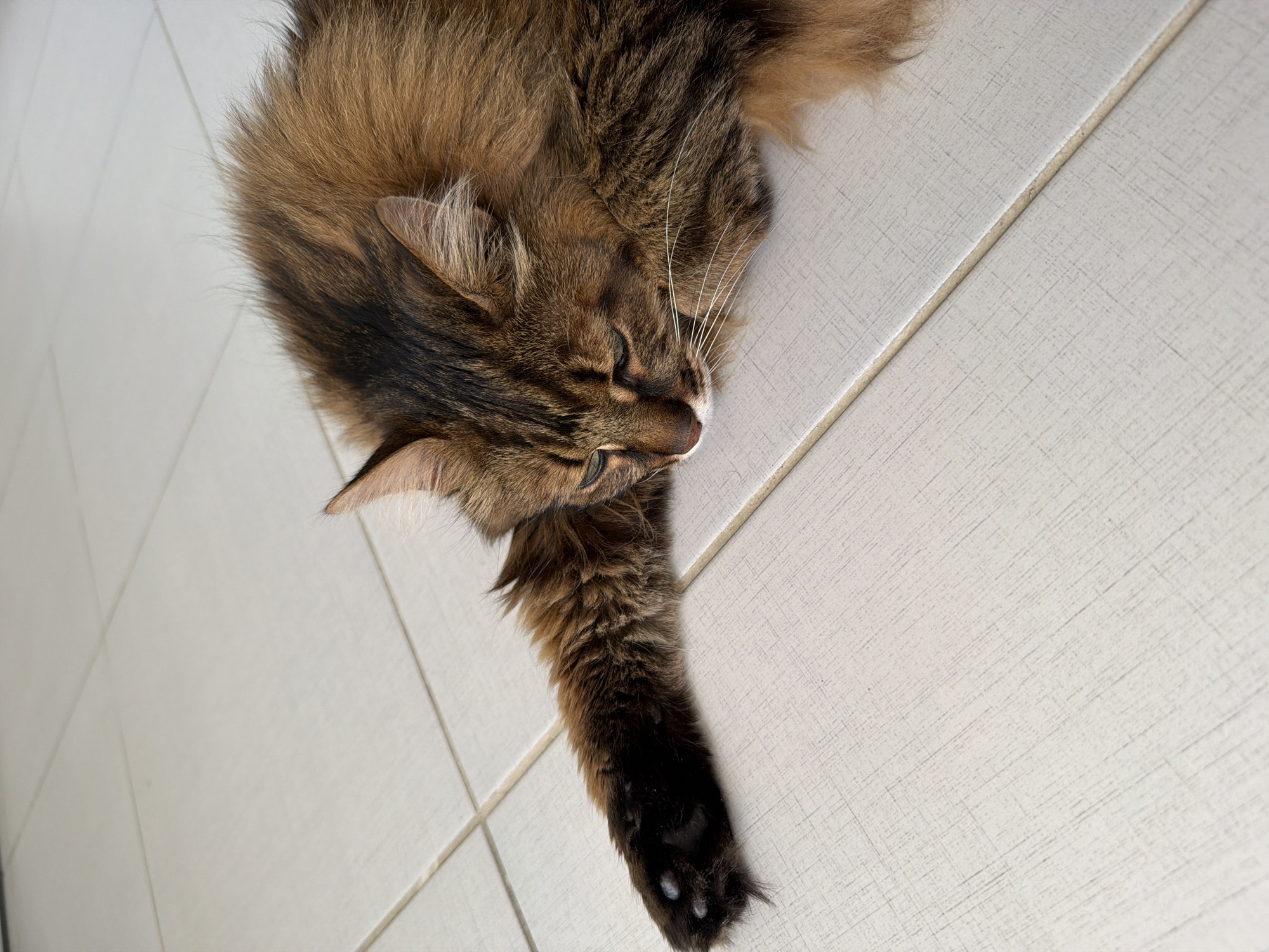 A long-haired, brown tabby cat with green eyes is lying on its side on a tiled floor. The cat's front left paw is extended forward, and its head is resting on its chest. The cat's fur is thick and fluffy, and its tabby markings are clearly visible. The tiled floor is a light, neutral color with a subtle textured pattern. The lighting in the image is bright and natural, suggesting it was taken during the daytime. There are no other subjects or objects visible in the frame. The image does not contain information about the city of Kyiv, Ukraine.