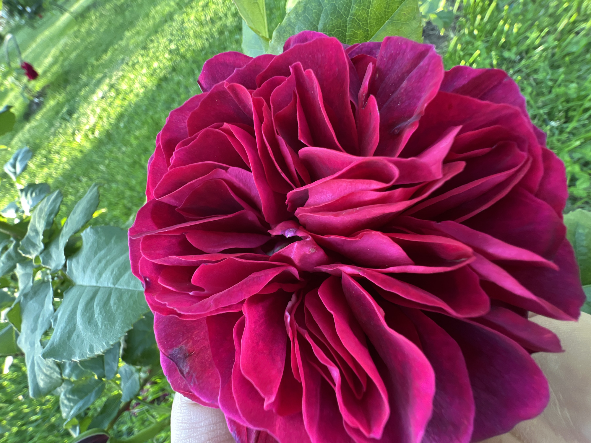 A close-up photograph shows a deep-pink, fully-bloomed rose. The petals are densely packed and create a rounded shape. The background is blurred, showing green leaves and grass, suggesting the rose is in a garden. A hand is partially visible holding the rose. No information is available to confirm the location is Krasnodar, Russia.