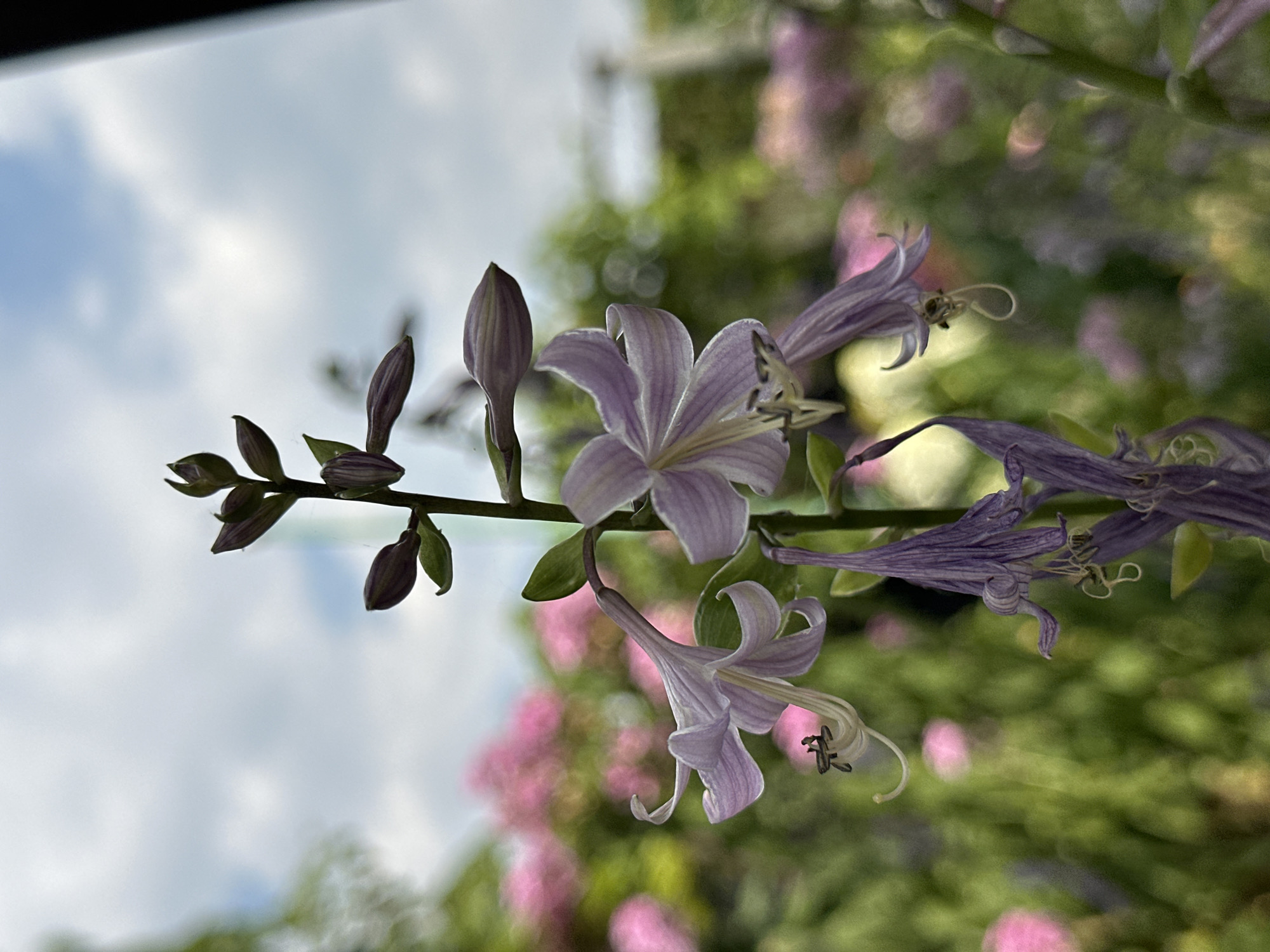 A close-up, vertical shot captures a tall stalk of purple and lavender hosta flowers against a blurred background of green foliage and pink flowers. The sky above is a pale blue with scattered white clouds. The hosta flowers are in various stages of bloom, with some buds still closed and others fully open. The open flowers have six trumpet-shaped petals, each with delicate purple veins. The stamen of the open flowers are visible and appear tipped with dark pollen. In the lower part of the frame, several hosta flowers have wilted, their petals drooping and dried. The surrounding garden appears lush and vibrant, with bright pink flowers in soft focus creating a dreamy atmosphere. The lighting suggests it is daytime, possibly late afternoon, with a soft, diffused light. The image evokes a sense of tranquility and natural beauty found in a garden setting. The specific location in Yessentuki, Russia, is not discernible from the visual information present in the image itself.