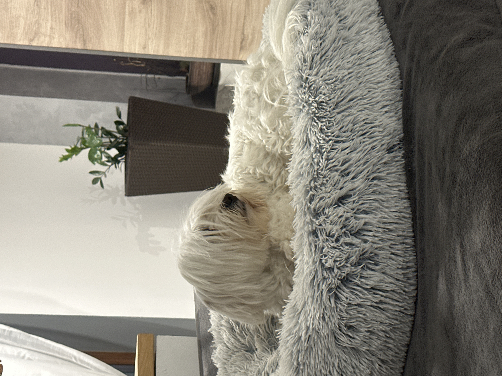 The image shows a white, fluffy dog lying on a soft, grey pet bed. The dog's fur covers its face, obscuring its eyes. The pet bed is round with raised edges, creating a nest-like appearance. In the background, a white wall is visible, with a small potted plant on a dark brown planter. To the left of the plant, a sliver of a white curtain can be seen. The overall setting appears to be an indoor environment, possibly a living room or bedroom, with a modern aesthetic suggested by the minimalist decor. There are no visible indications of the city of Marten, Bulgaria, or any specific geographical features.