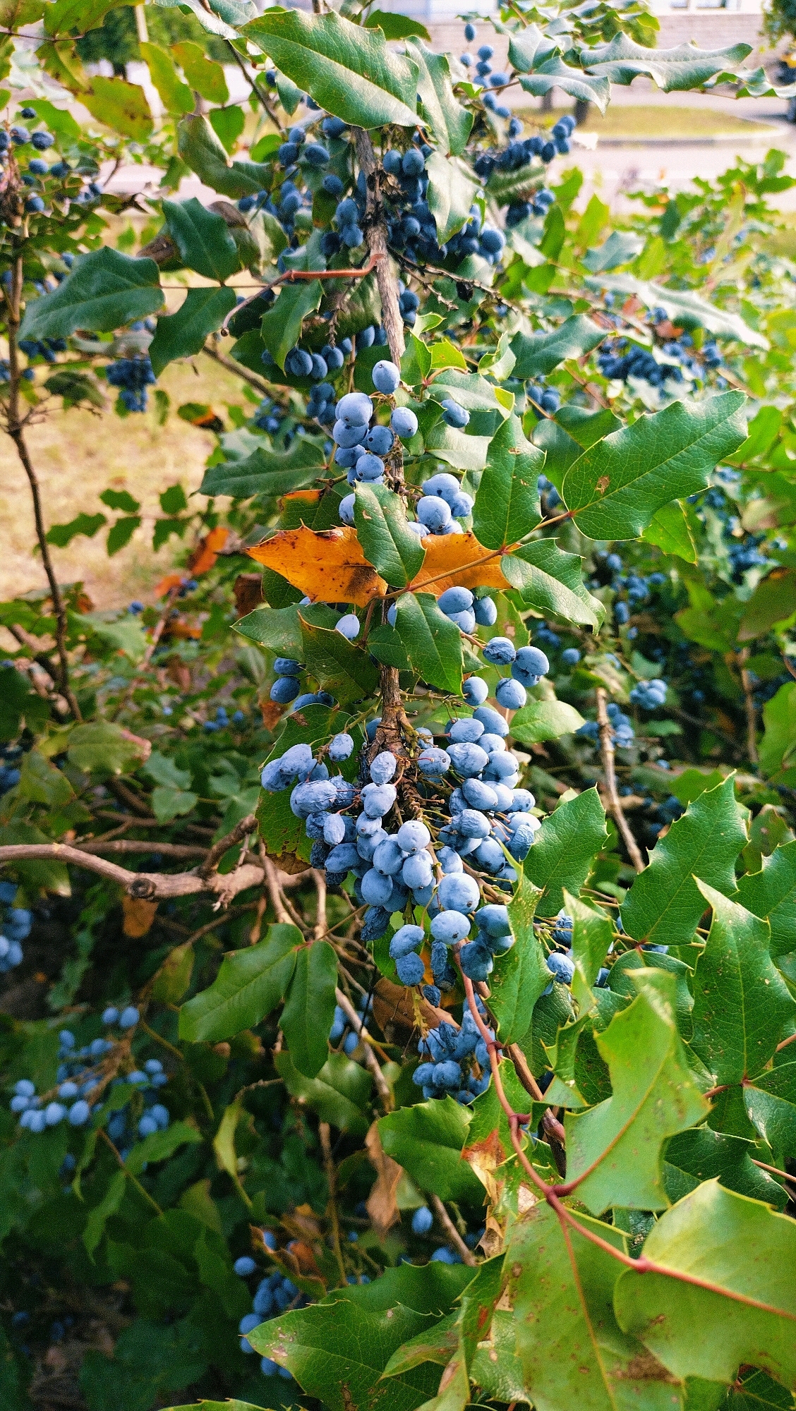 The image shows a close-up view of a Mahonia aquifolium plant with clusters of blue berries and spiky green leaves. The plant is growing outdoors in what appears to be a residential area, with hints of buildings and pavement in the background, suggesting an urban or suburban environment. The lighting is natural, indicating daylight. No people are visible in the image. The location is specified as Horishni Plavni, Ukraine.