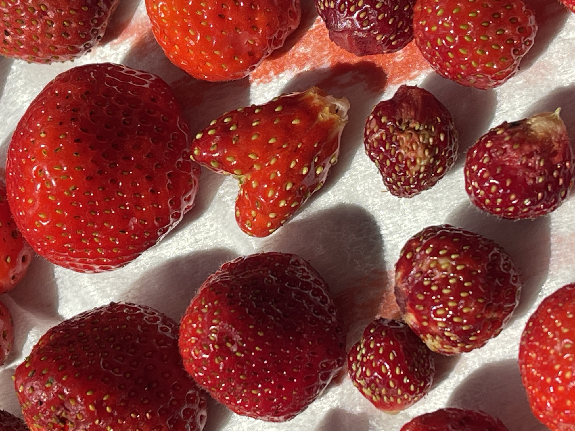 The image displays a collection of ripe strawberries scattered across a textured white surface. The strawberries vary in size and shape, with some appearing plump and round, while others are smaller and more irregular. Their surfaces are dotted with numerous small, yellow seeds. The lighting creates distinct shadows, highlighting the three-dimensional form of the fruit. One strawberry in the center is notably shaped like a heart. The overall impression is one of fresh, natural produce. The location is unknown.