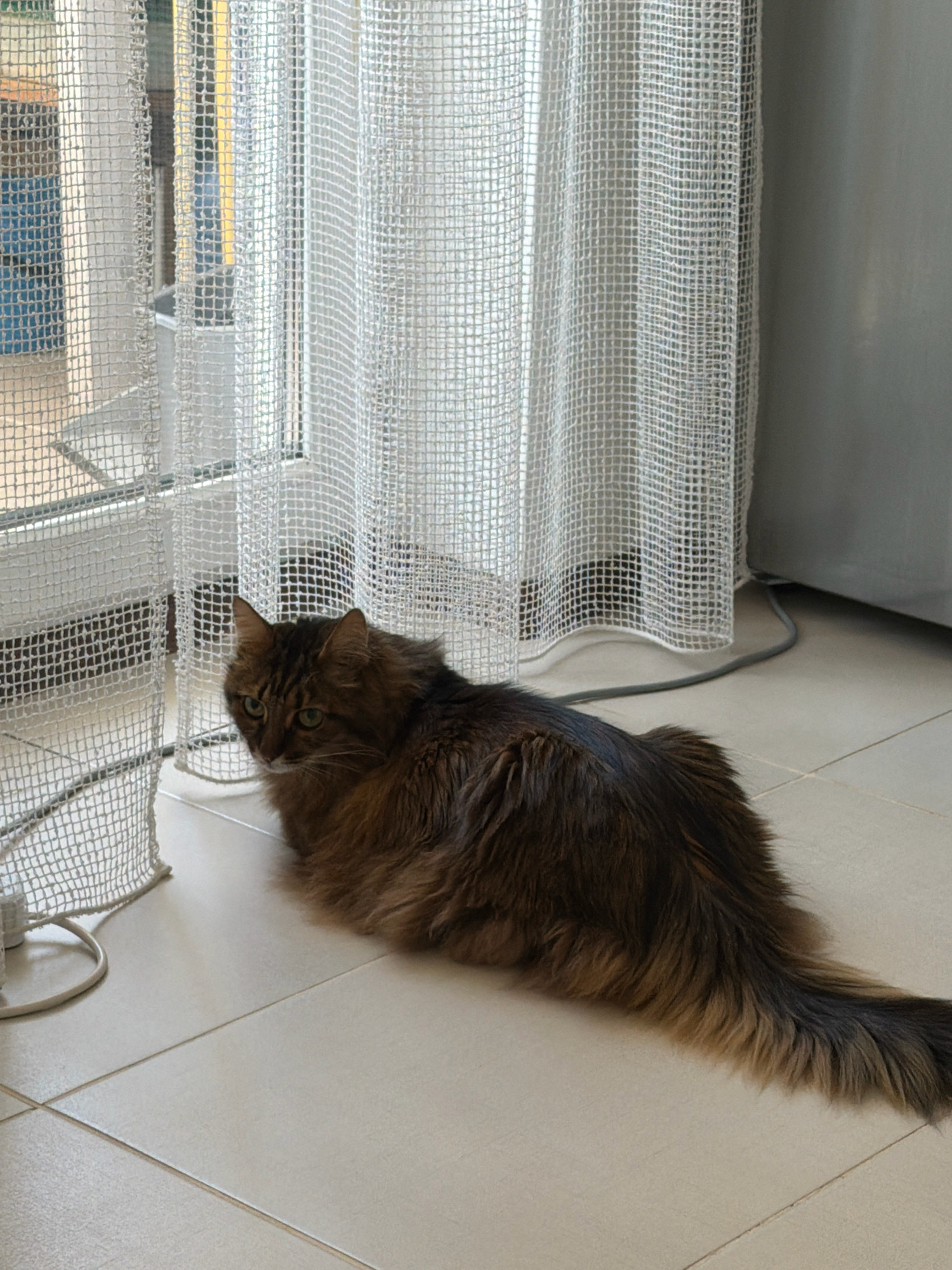 A long-haired, brown tabby cat is lying on a tiled floor next to a white sheer curtain. The cat is facing left with its body extended. The curtain appears to be covering a window or door and is illuminated from behind, casting a soft glow. A gray electrical cord runs along the floor behind the cat. The environment suggests an indoor setting, possibly a home. The image is taken from a medium distance, capturing the cat and its immediate surroundings.