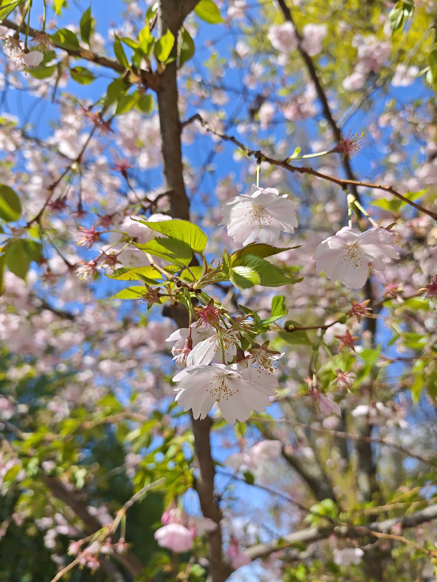 The image presents a vibrant close-up of light pink cherry blossoms on a tree branch, set against a bright blue sky. The main subjects are several clusters of delicate, pale pink flowers, some fully open with visible stamens, and others still in bud form. Bright green leaves are interspersed among the blossoms and along the dark brown branches.
The foreground features a cluster of these blossoms, sharply in focus, showcasing their intricate details. Other blossoms and leaves are visible in the mid-ground and background, appearing softly blurred, which creates a shallow depth of field and emphasizes the flowers closer to the viewer. The clear, cloudless blue sky dominates the upper and background portions of the image.
The scene depicts the natural event of a cherry tree blooming, characteristic of springtime. The bright illumination suggests it is a sunny day, likely during the morning or early afternoon. The overall atmosphere evokes feelings of freshness, beauty, and the arrival of spring. The location context is Vinnytsia, Ukraine. There is no visible text in the image.