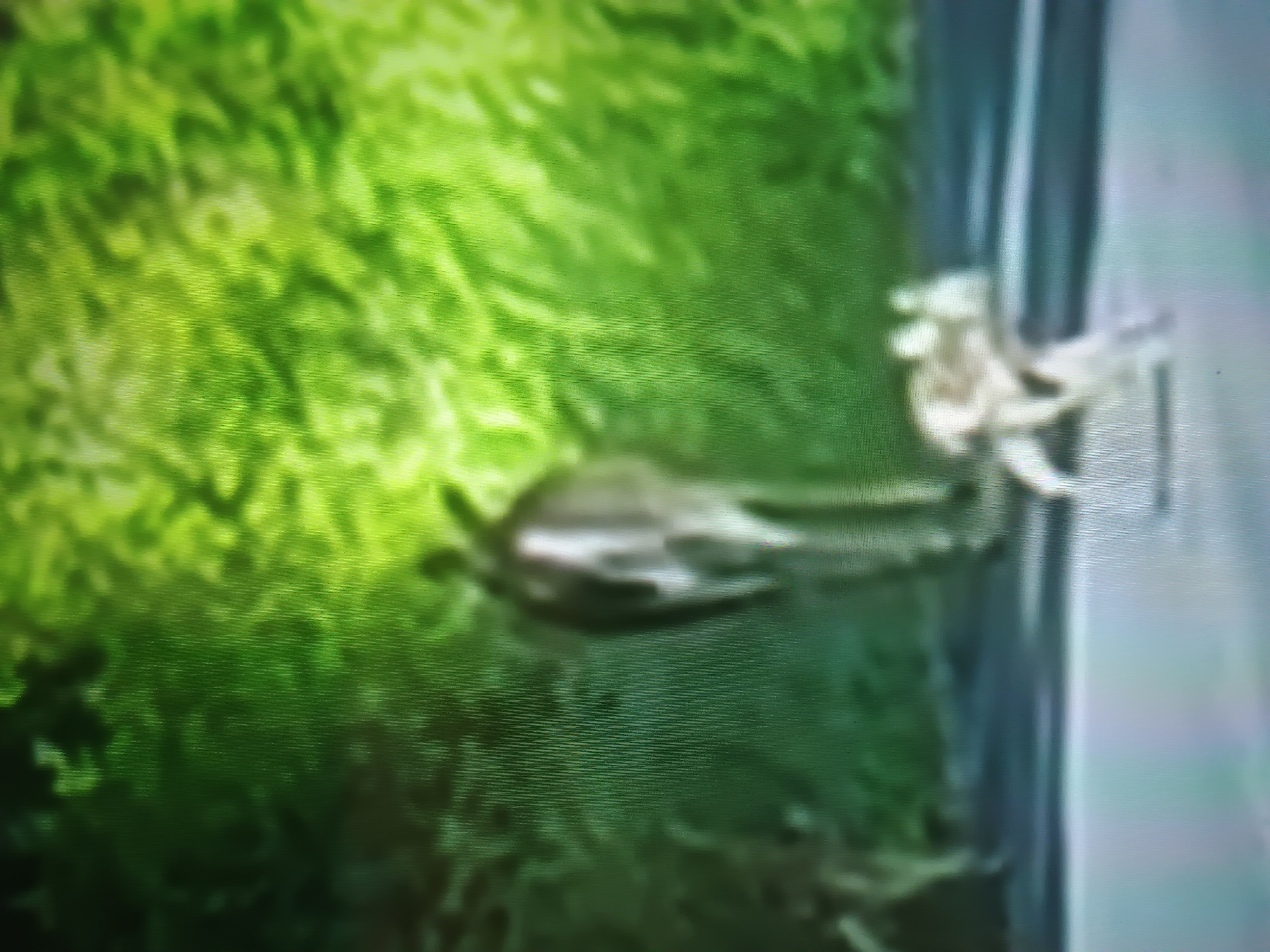 The scene, located in Unknown, Unknown, captures two deer-like animals on a paved surface against a backdrop of dense green foliage. In the midground, a larger, dark-bodied animal, possibly a doe, is oriented away from the viewer, walking towards the background. Its hindquarters and back are partially visible. In the foreground, to the right of center, a smaller, light-colored animal, consistent with a fawn, is shown mid-movement, appearing to run or leap from left to right. A faint, dark shape is partially visible on the far left edge of the image. The ground is a dark grey paved surface, possibly asphalt, with a subtle lighter strip or marking present to the left of the smaller animal. The background is composed of highly blurred, vibrant green vegetation, illuminated more brightly on the right side. The entire image exhibits significant motion blur and a visible screen door effect, characterized by vertical scan lines, indicating it is a photograph of a video display.