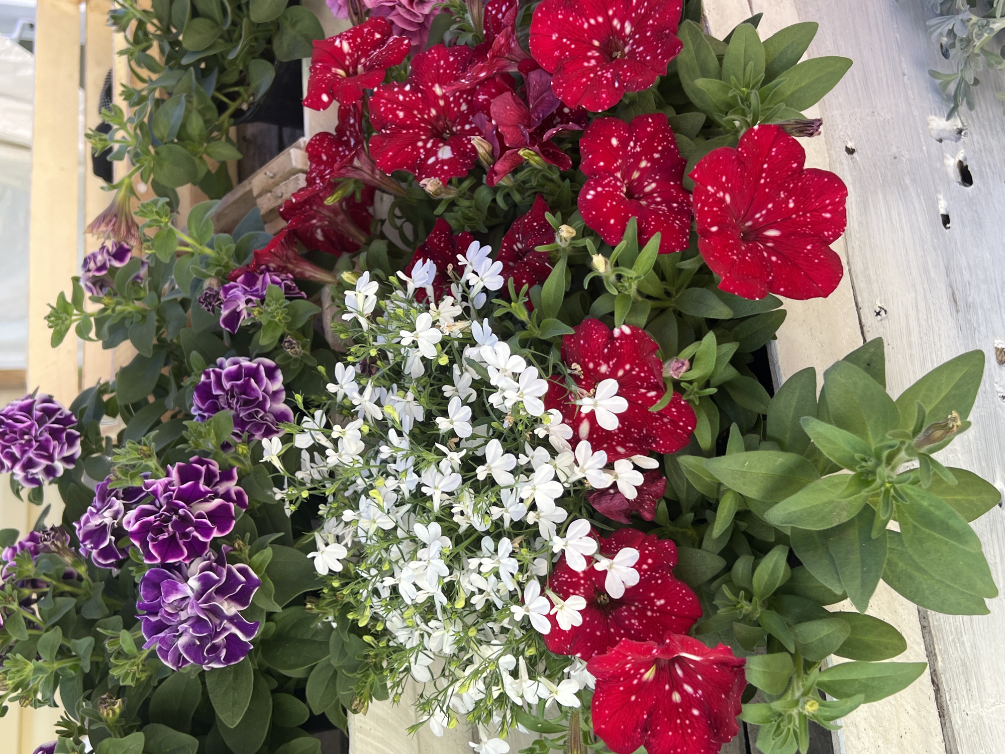 In Pereyaslavka, Russia, a close-up view captures a vibrant arrangement of flowers in a white wooden planter. The planter is filled with various types of petunias and lobelia. Prominently featured are deep red petunias with white speckles, resembling a starry night sky. Interspersed among them are ruffled purple and white petunias, adding a contrasting texture and color. Cascading from the planter are delicate clusters of small white lobelia flowers, creating a soft, airy effect. The background is blurred, hinting at a sunny outdoor environment, possibly a garden or a street stall. The wooden planter itself appears weathered, with visible grain and a slightly aged texture. The overall scene is a still life of natural beauty, showcasing a colorful and textured floral display.