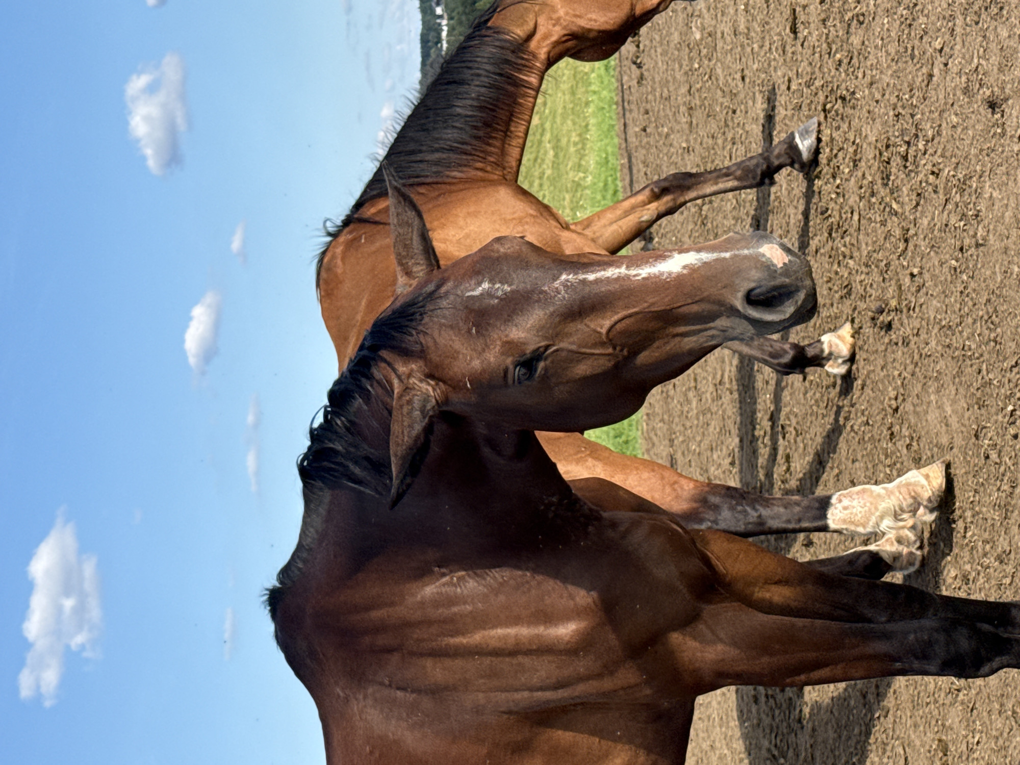 Two brown horses are in a dirt field under a blue sky with scattered white clouds. The horse in the foreground is facing right and looking down, with its head partially obscuring the horse behind it. It has a white blaze on its face. The horse in the background is facing left and grazing. The field appears to be on a slight incline, with green grass visible in the distance. The ground is dry and dusty. The image was taken outdoors, likely in a rural or semi-rural setting. The location in Galinė, Lithuania is noted, but there are no specific visual cues within the image to confirm this location.