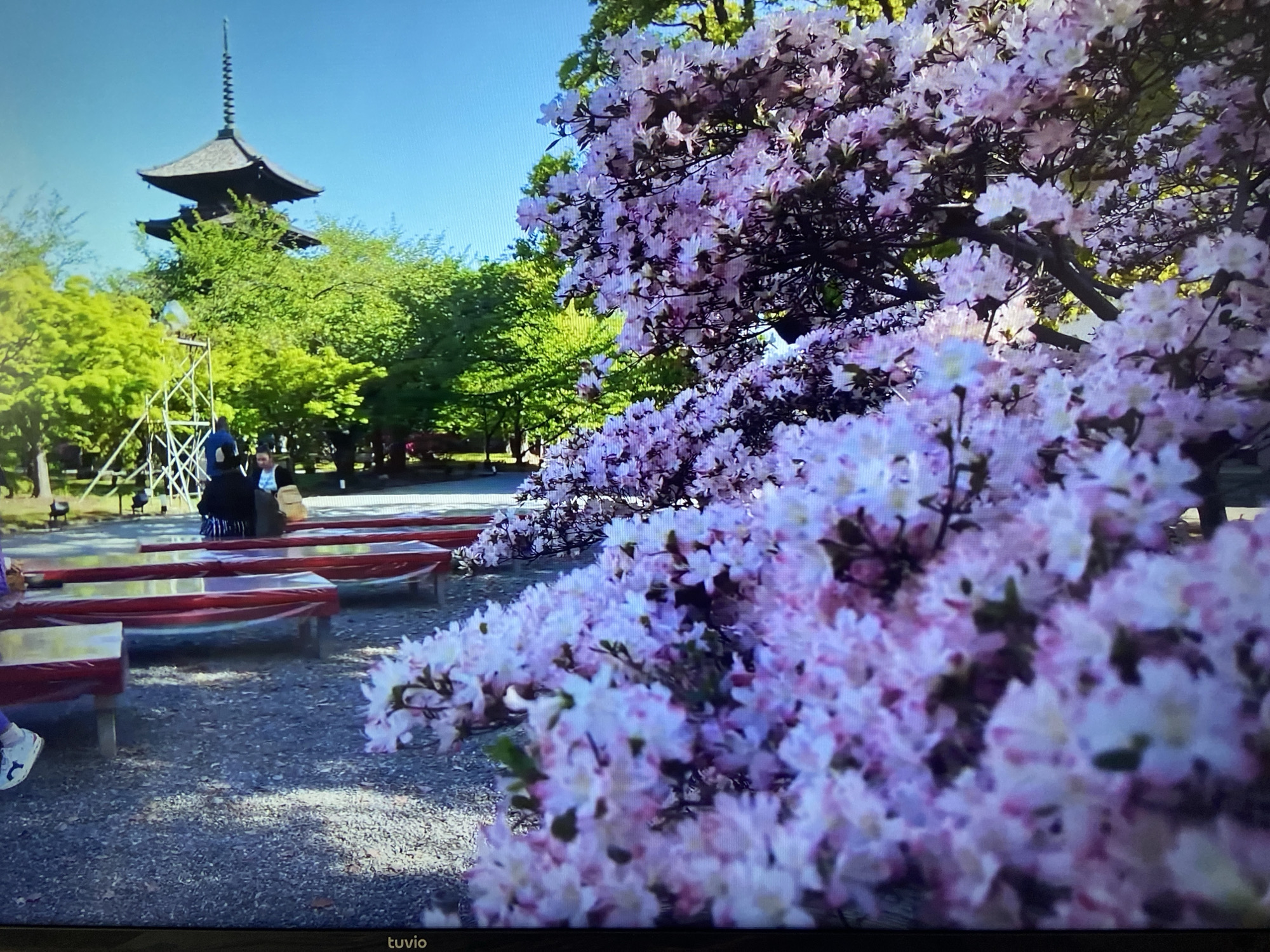 The image shows a pagoda in a park or garden setting. In the foreground are purple flowers, possibly azaleas, heavily in bloom, obscuring some of the scene. Behind the flowers are several rows of tables or benches with red frames, suggesting a public space. To the left of the frame is a multi-tiered pagoda, partly obscured by trees. There appear to be some people in the mid-ground near the pagoda, but they are not clearly visible. The overall environment is sunny, with a blue sky visible above the trees. The location is unknown, according to the instructions.
