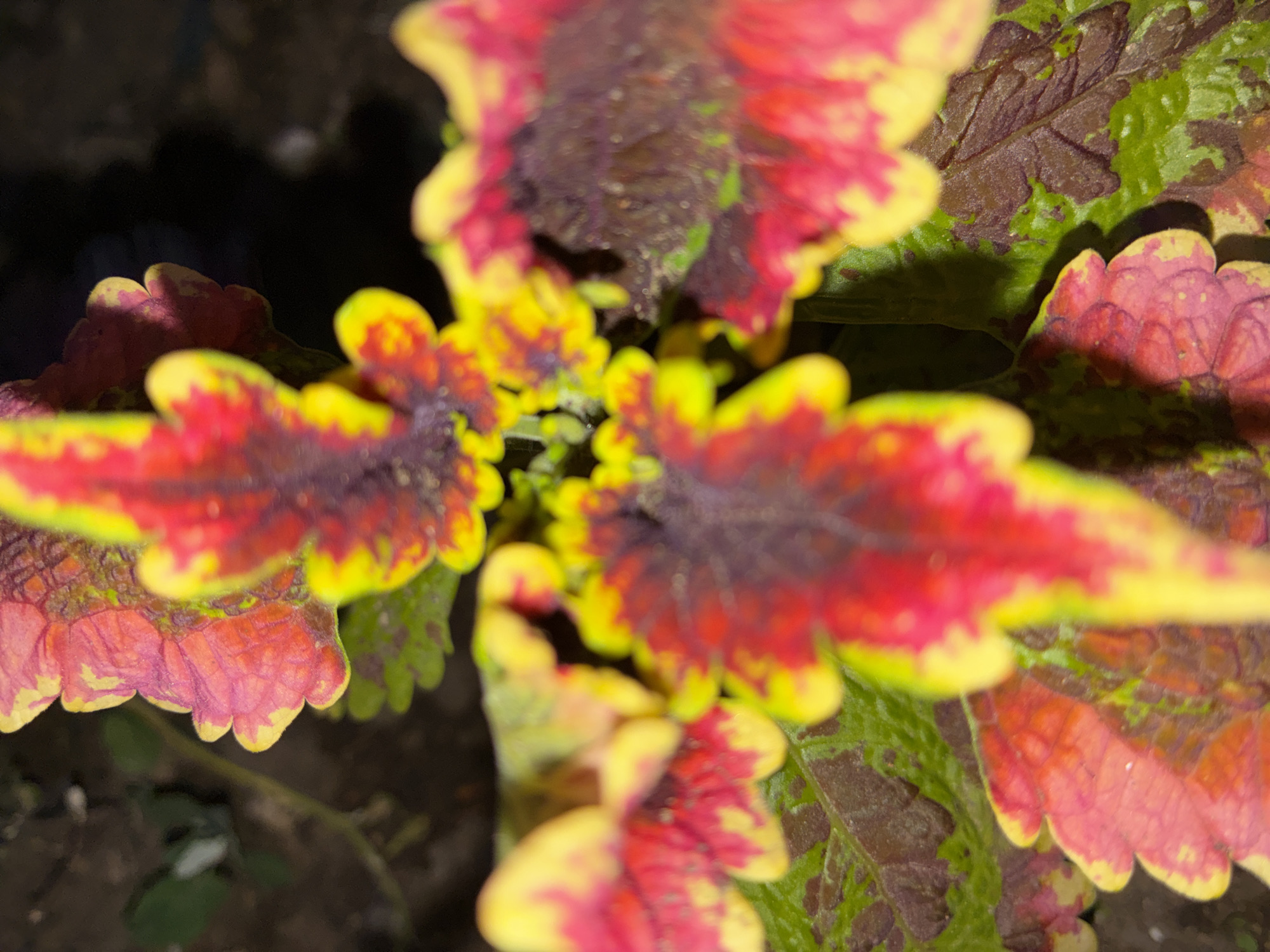 A close-up, overhead view captures the vibrant, multicolored leaves of a Coleus plant. The leaves display a striking pattern of deep red, vibrant yellow, and lush green, with serrated edges. The background is dark and out of focus, suggesting a natural setting, possibly a garden or a potted plant outdoors. The image appears to be taken in Totskoye, Russia, indicated by the metadata. There are no people or other visible subjects in the image.