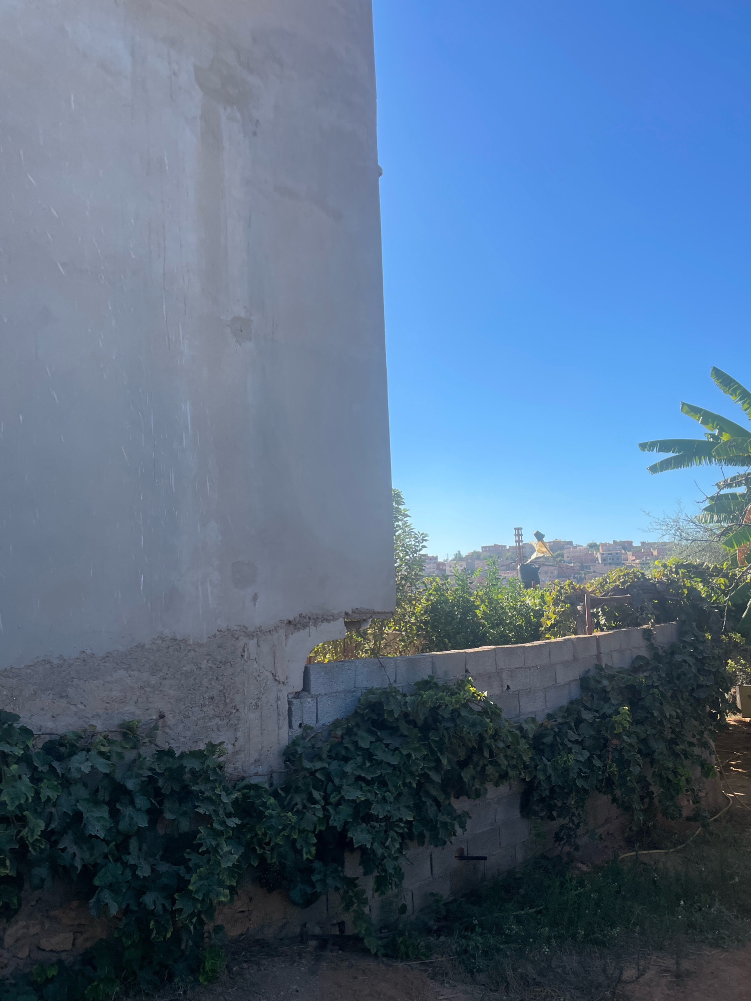 In Ghazaouet, Algeria, a view from a property shows a rough concrete wall on the left, with some evidence of staining and weathering. Beyond this wall, a low brick wall is covered with dense green ivy. In the middle ground, a figure in a yellow shirt and dark pants stands near a tall, slender structure topped with a yellow object. Behind the figure, a cluster of buildings with reddish-brown roofs is visible on a hillside. The sky above is a clear, bright blue. To the right of the frame, large green leaves, possibly from a banana tree, are visible. The overall scene depicts an outdoor environment with a mixture of constructed elements and natural vegetation under a sunny sky.