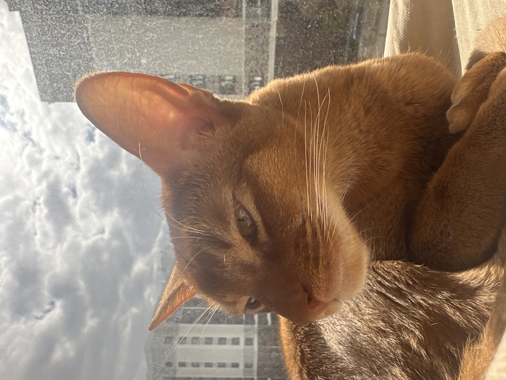 A close-up, angled shot depicts a red-furred cat perched near a window. The cat is reclining, with part of its body and paws visible. The window reflects an urban landscape. The buildings and sky with clouds are discernable through the glass. While the architectural style suggests a modern city, definitively pinpointing the location as Kazan, Russia, is not possible based solely on the visual details of the image.