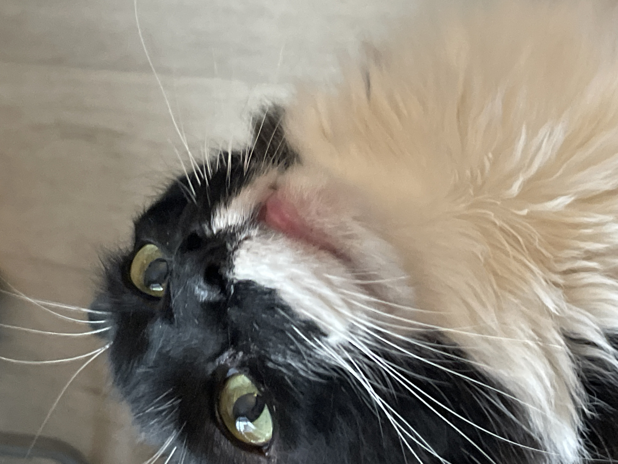 A black and white cat with wide green eyes is looking upwards at the camera. The cat's mouth is slightly open, revealing a pink tongue. The background is a neutral, textured wall. This image was captured in Barcelona, Spain.