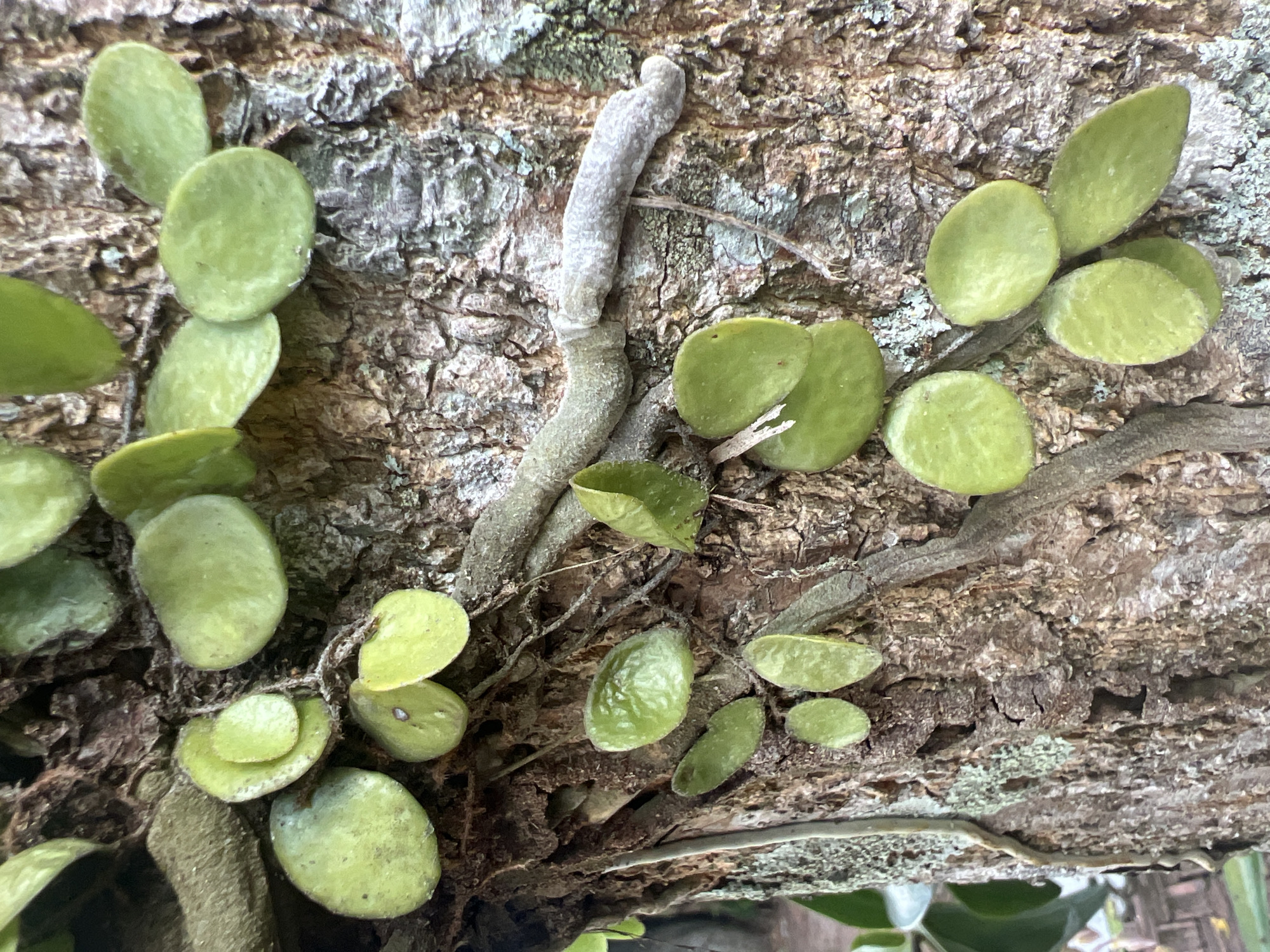 The image shows a close-up view of a tree trunk in Ea Tê, Vietnam. The bark of the tree is rough and textured, with patches of lichen growing on it. A creeping vine, possibly a type of epiphytic fern, is attached to the bark. The vine has small, round, green leaves that grow in clusters along the stem. There are exposed roots wrapping around the tree. The overall environment suggests a humid, tropical climate.