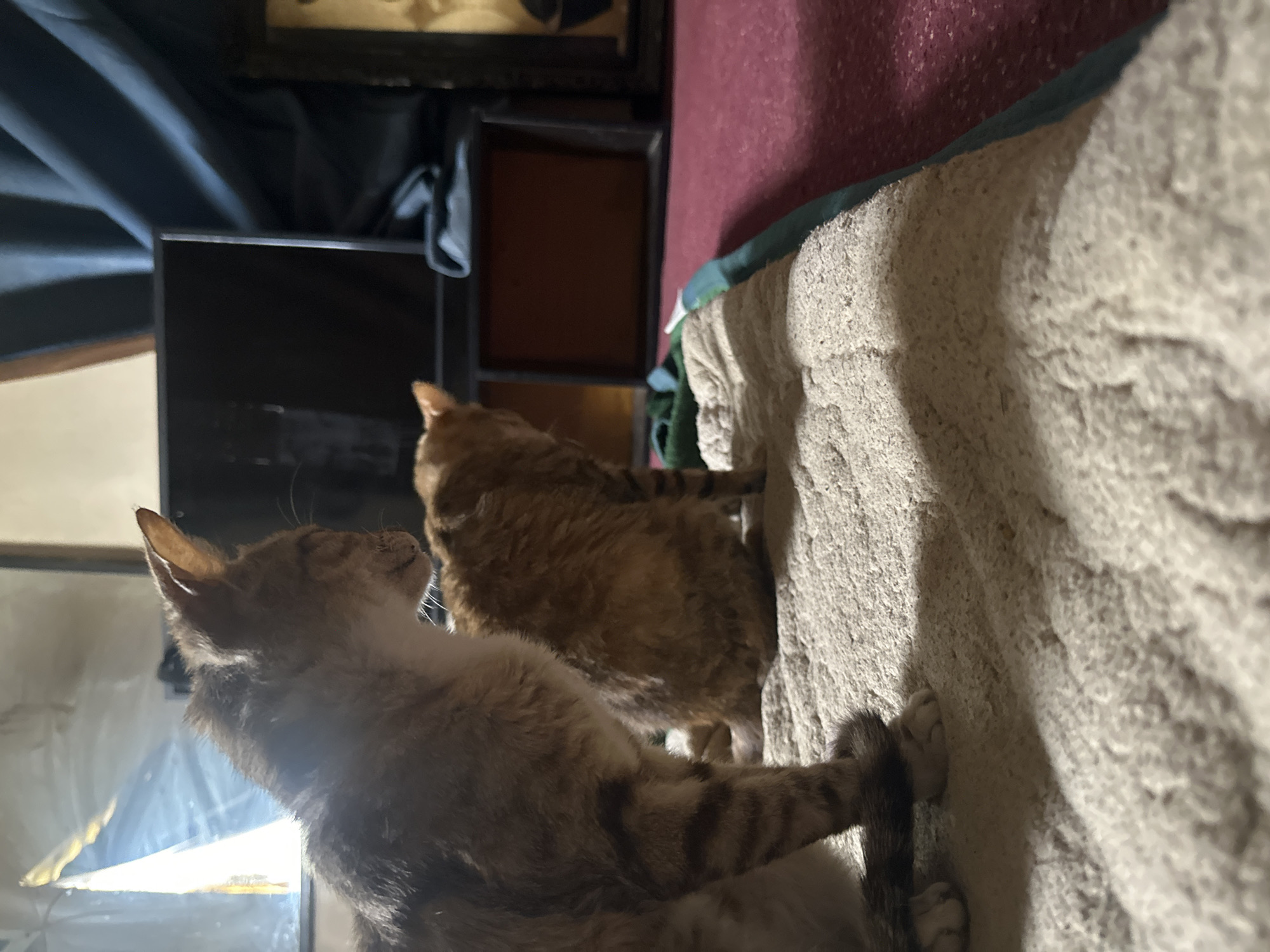 The image depicts two domestic cats, one in the foreground and another slightly behind it. The cat in the foreground is lighter in color with tabby markings on its legs and tail. It is sitting and facing to the right with its head tilted slightly downwards. The second cat, behind and to the right, is a ginger tabby and is also sitting, facing away from the camera. Both cats are on a textured, light-colored blanket, which is placed on a reddish carpet. In the background, there is a dark television screen, a dark blue curtain, and what appears to be a framed object on the far right. The lighting suggests an indoor environment, possibly a living room. There is a reflection of a window with light coming through it in the upper left portion of the image, near the first cat's head. The overall impression is of a quiet domestic scene. The location of Jos, Nigeria, is not ascertainable from the visual information provided in the image.