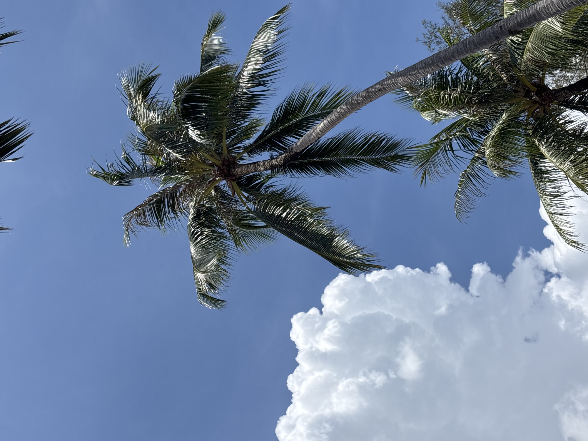 A low-angle shot depicts palm trees against a backdrop of a blue sky with white, puffy clouds. The trunks of the trees are vertical, with the fronds splaying out in all directions. The scene suggests a tropical setting in Choeng Thale, Thailand. There are no people present.