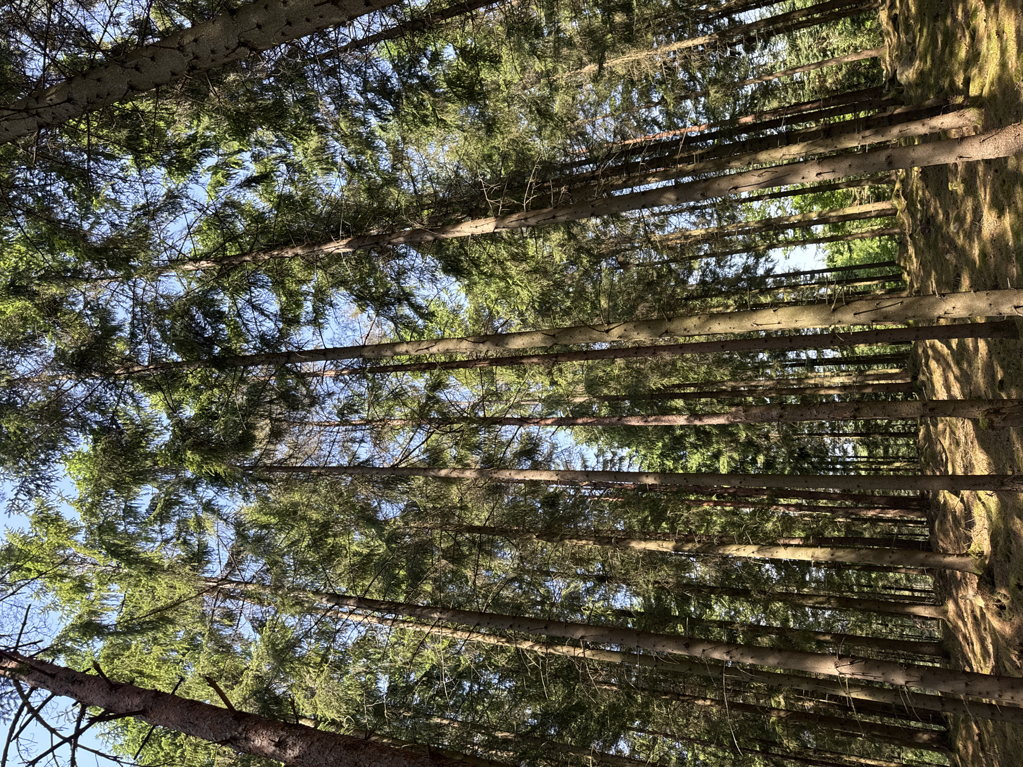 The image displays a dense coniferous forest, viewed from a low angle looking upwards through the tree canopy. Numerous tall, slender evergreen trees, likely spruce or fir, dominate the scene. Their light grey-brown trunks stretch vertically towards the sky, with most lower branches absent. The upper portions of the trees are covered in vibrant green needles, forming a thick, interwoven canopy that fills much of the frame.
Patches of clear blue sky are visible through the gaps in the dense foliage, indicating fair weather. Sunlight filters through the canopy, creating a strong play of light and shadow. Bright highlights illuminate parts of the tree trunks and the green needles, while deep shadows fall across other sections, suggesting a late morning or early afternoon time of day. The forest floor is partially visible at the bottom of the image, appearing textured with natural ground cover and marked by distinct sunlit patches and shadows. The trees appear to be growing in a somewhat organized pattern, hinting at a managed forest environment.
No people, man-made objects, or visible text are present in the image. The scene captures the tranquility and natural beauty of a forest, consistent with its location in Vessigebro, Sweden.