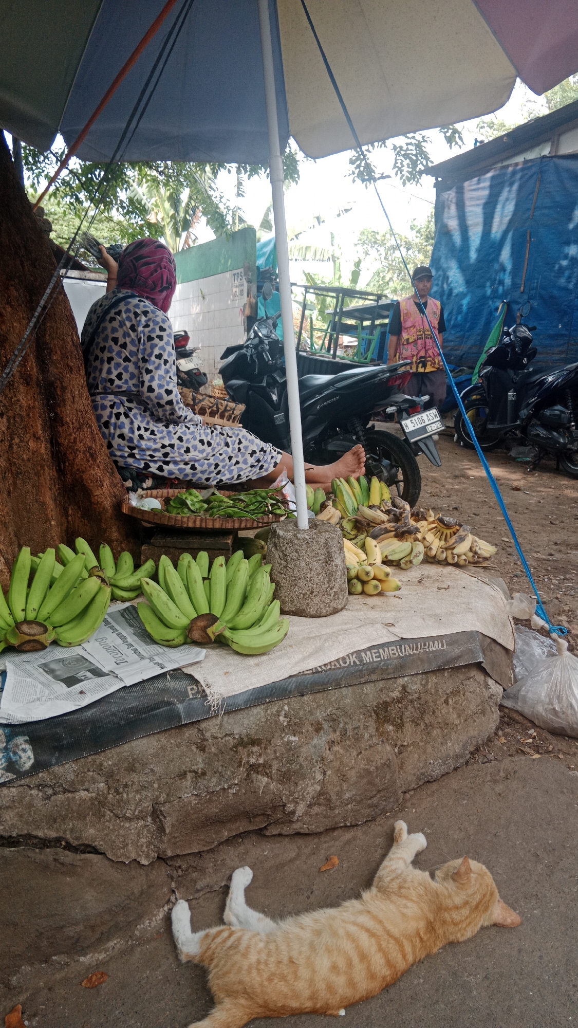 In a street market scene in Semarang, Indonesia, a woman wearing a patterned headscarf and dress sits under a large umbrella next to a pile of green bananas. A variety of bananas, some ripe and yellow, are displayed on a table covered with a light-colored tarp. Behind her, motorcycles are parked. A man in a vest and cap stands further back near a blue tarp structure. In the foreground, a ginger cat lies on its back on the pavement, seemingly relaxed. The environment appears to be an outdoor market with rough concrete surfaces and some vegetation visible in the background.