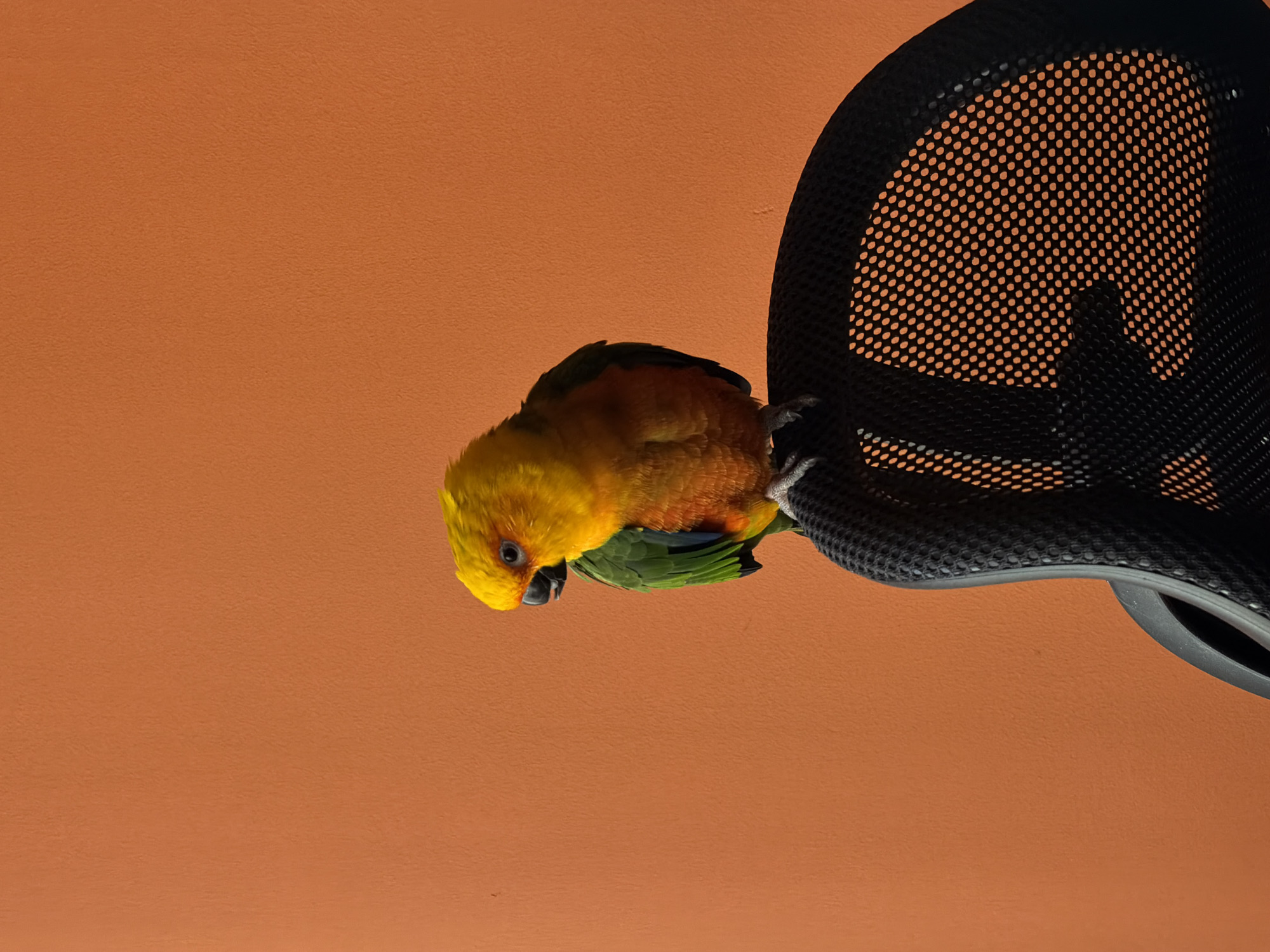 A sun conure parrot, predominantly yellow and orange with green wing feathers, is perched on the top edge of a black mesh office chair. The parrot is positioned on the right side of the frame, facing left. Its beak is slightly open. The background is a solid, textured orange wall. The image is a medium shot, focusing on the parrot and the chair against the plain wall.