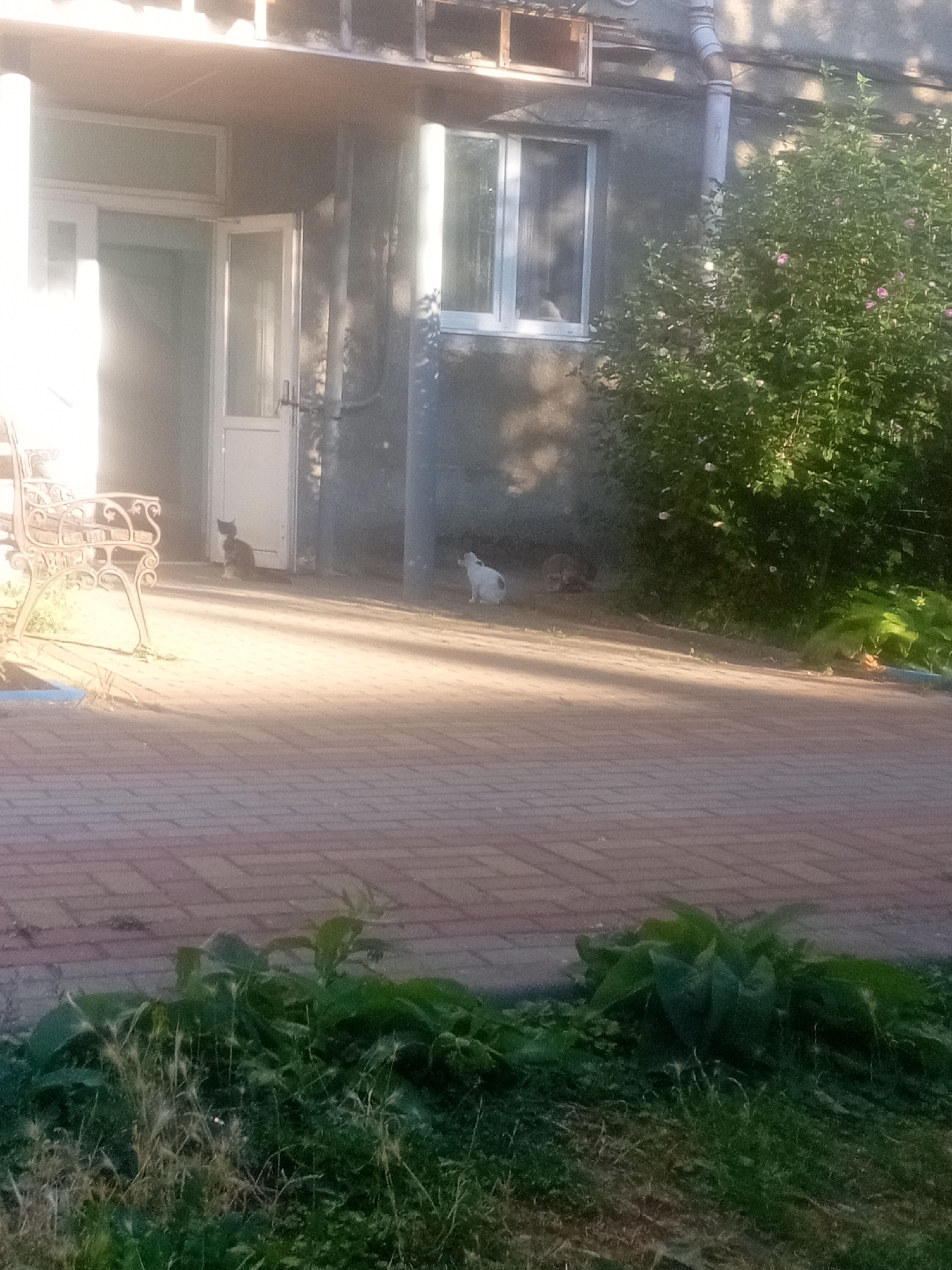 The image depicts an outdoor scene in Tiachiv, Ukraine, likely a residential courtyard or alleyway. In the foreground, a paved pathway made of reddish-brown bricks is visible, bordered by overgrown green vegetation. Behind the pathway, a building with a gray concrete facade stands. To the left of the building, a white metal bench with ornate detailing is situated. Further to the left, a doorway with a white door, partially open, leads into the building.
Several animals are present. A black cat is seated near the doorway. Further into the scene, a white cat is visible on the paved area, looking towards the left. Another animal, possibly a cat or dog, is partially obscured by the white cat. A dense green bush with pink and white flowers grows to the right of the building. The lighting suggests it is daytime, with sunlight casting shadows across the paved area. The overall impression is of a simple, somewhat unkempt, outdoor space.