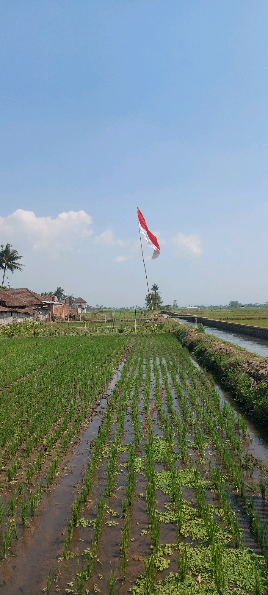 An outdoor, vertical, medium-shot, eye-level photograph captures a wide, lush green rice paddy field under a clear, light blue sky with a few scattered white clouds. The field is divided by a narrow irrigation canal on the right side of the frame. Rows of young green rice stalks are planted neatly in the muddy, waterlogged soil. The Indonesian flag, a horizontal bicolor of red over white, flutters on a tall bamboo pole in the middle ground, slightly to the right of the center. In the background, a cluster of simple, modest houses with tiled roofs are visible, with palm trees interspersed among them. Beyond the houses and the field, the landscape appears to be rural, with more green fields and possibly distant trees under a hazy sky. The scene conveys a sense of rural tranquility and national pride, likely set in the village of Jatisari, Indonesia. There are no people or animals in the frame.