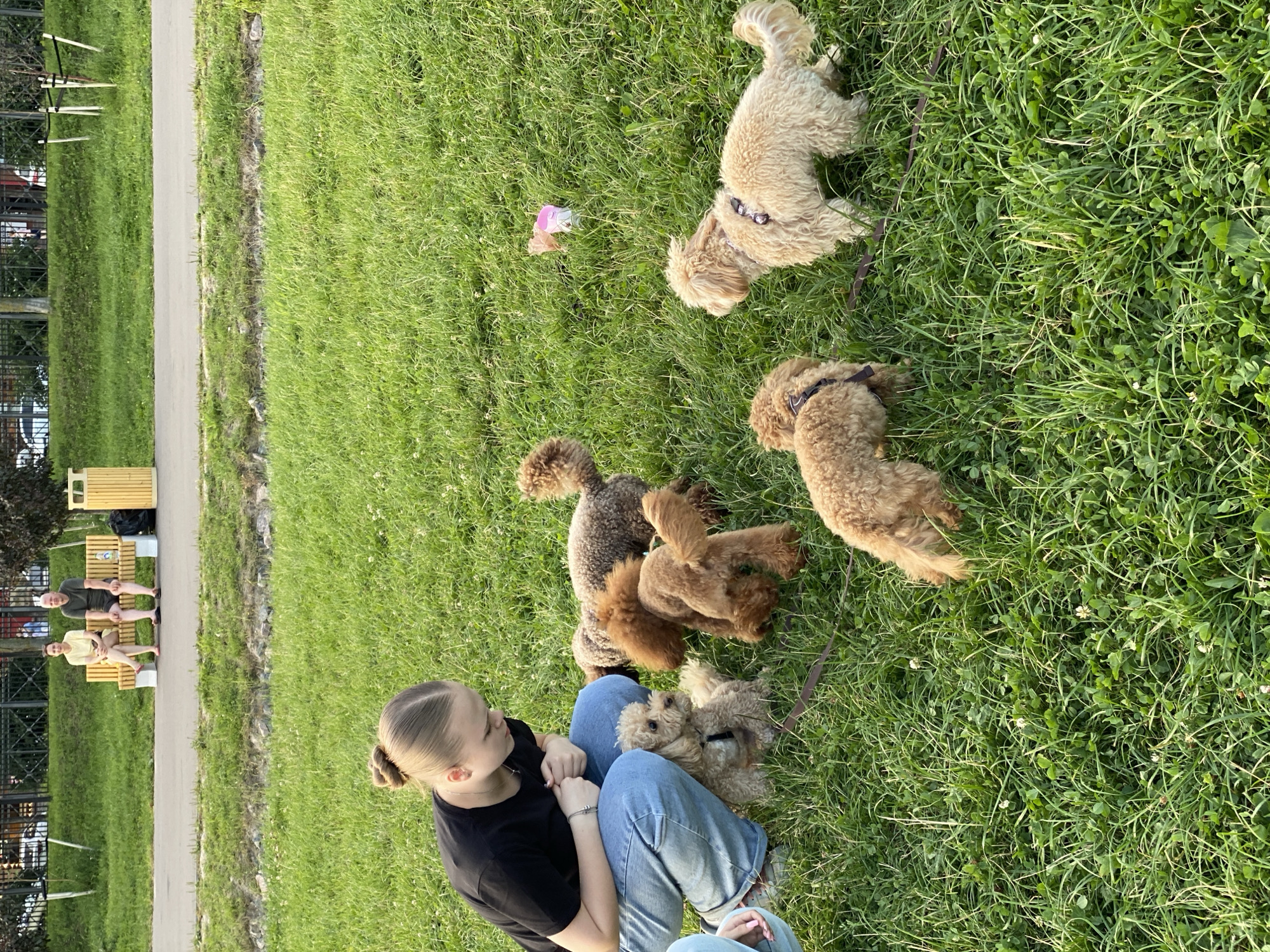 In a grassy park area, likely in the city of Otradnoye, Russia, a young woman with her hair in a bun, wearing a black t-shirt and blue jeans, is kneeling and interacting with several small, light brown poodle-like dogs. The dogs are scattered around her on the grass, some standing, some sitting, and one appears to be sniffing the ground. Two other people, a man and a woman, are seated on a wooden bench in the background, further away from the main group. Behind the bench, a wooden trash receptacle is visible. The environment is a well-maintained park with green grass and a paved path in the background. The lighting suggests it is late afternoon or early evening.