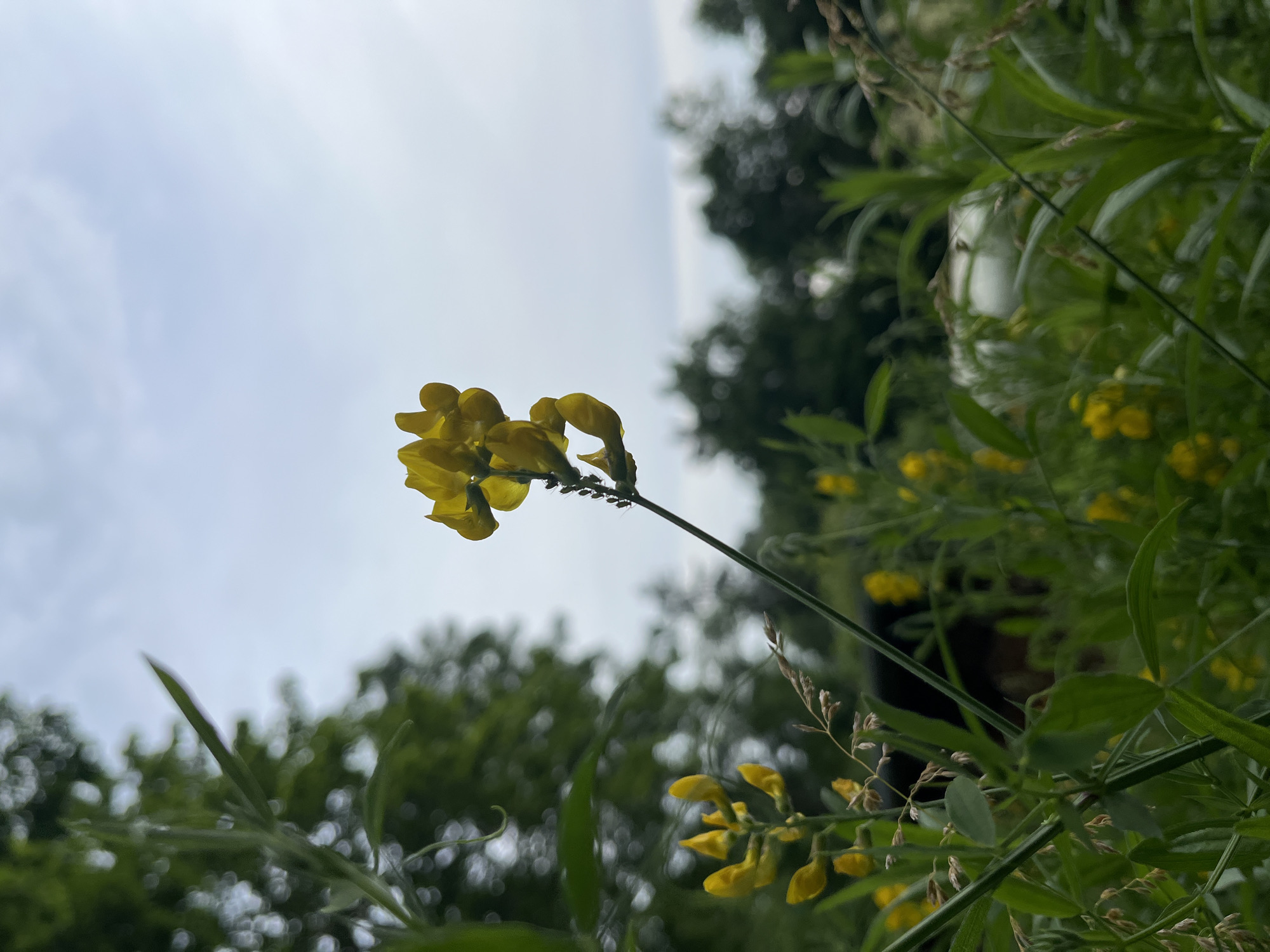 The image shows a close-up, low-angle shot of yellow flowers blooming on a branch against a hazy sky. The flowers are small and pea-shaped, with a few larger blooms clustered together at the top left of the frame, and smaller clusters scattered throughout the midground and background. The branch extends diagonally from the bottom right to the top left of the image. Surrounding the flowers are lush green leaves and stems, some of which are in sharp focus while others are blurred, creating a shallow depth of field. In the background, the blurry shapes of trees suggest an outdoor setting, likely a garden or a natural area. The sky is overcast, indicating a cloudy day. The lighting is soft and diffused, typical of an overcast sky, and there are no strong shadows. The overall mood of the image is serene and naturalistic, focusing on the delicate beauty of the flowers and foliage. There is no visible text in the image. The location context provided is Starye Politsy, Russia.