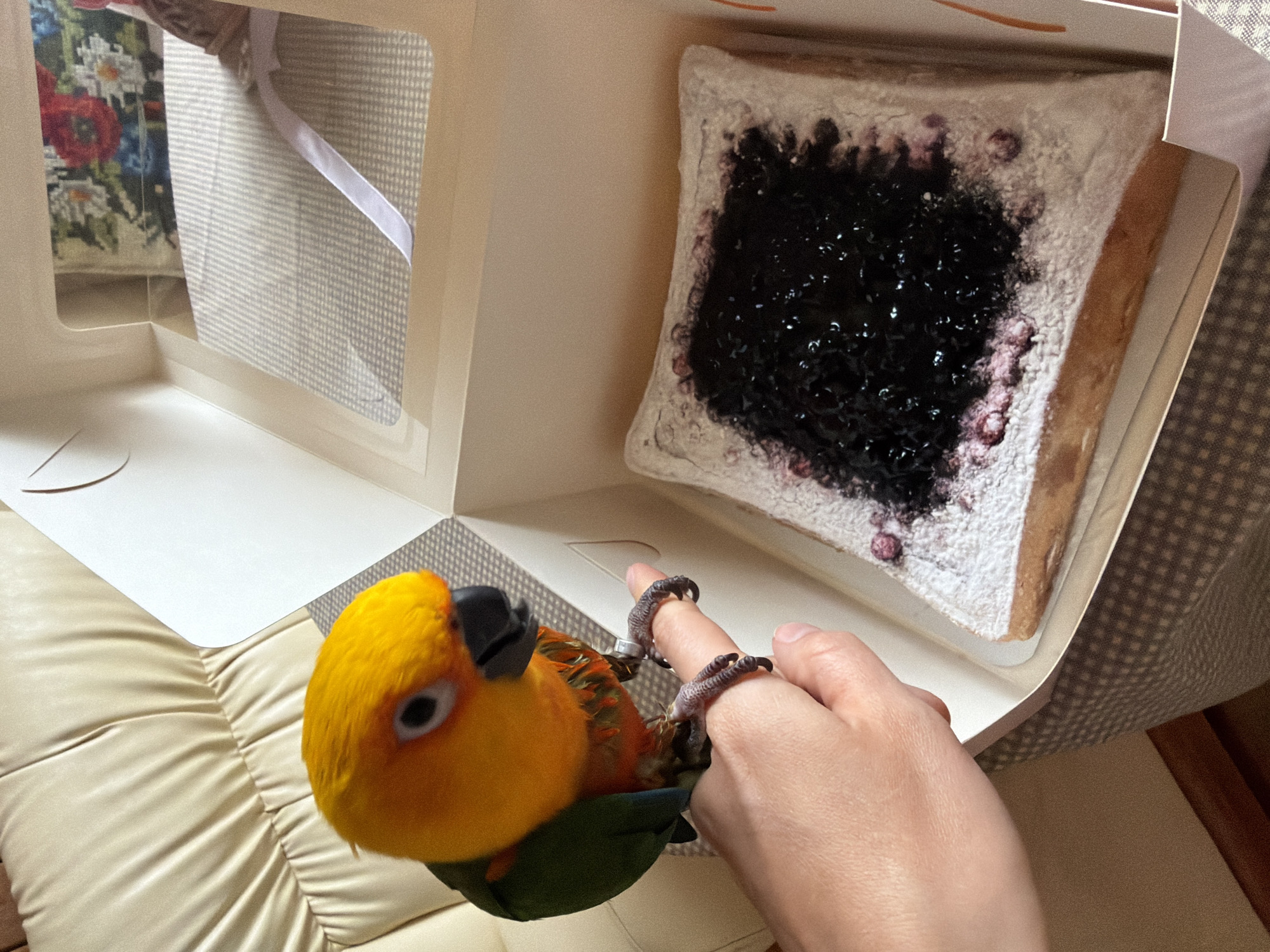 A close-up shot depicts a Sun Conure perched on a person's finger, with a partly open box of what appears to be jam-covered toast nearby. The box is open, revealing a white interior with a piece of toast covered in a dark-colored jam or preserve dusted with powdered sugar. The person's hand is holding the bird on a finger, and a metallic band is visible on the bird's leg. The scene is indoors, with a light-colored, possibly leather, surface in the background. There is no indication that the photo was taken in Khimki, Russia, or any city.