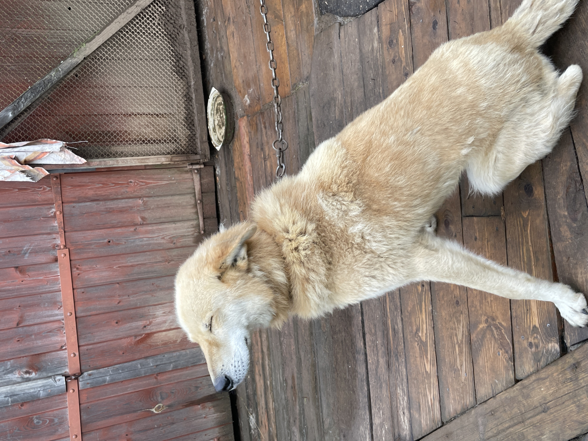 A light-colored dog with closed eyes is sitting on a wooden platform in what appears to be a rural or industrial setting. The dog is attached to a chain. Behind the dog is a weathered wooden fence and a metal mesh enclosure with a small, shallow dish on the ground. A piece of cloth hangs from the fence on the left. The wooden platform is made of planks, some of which are wet. The overall scene suggests an outdoor area with a functional but somewhat neglected appearance. The location is identified as Дресвяново, Russia.