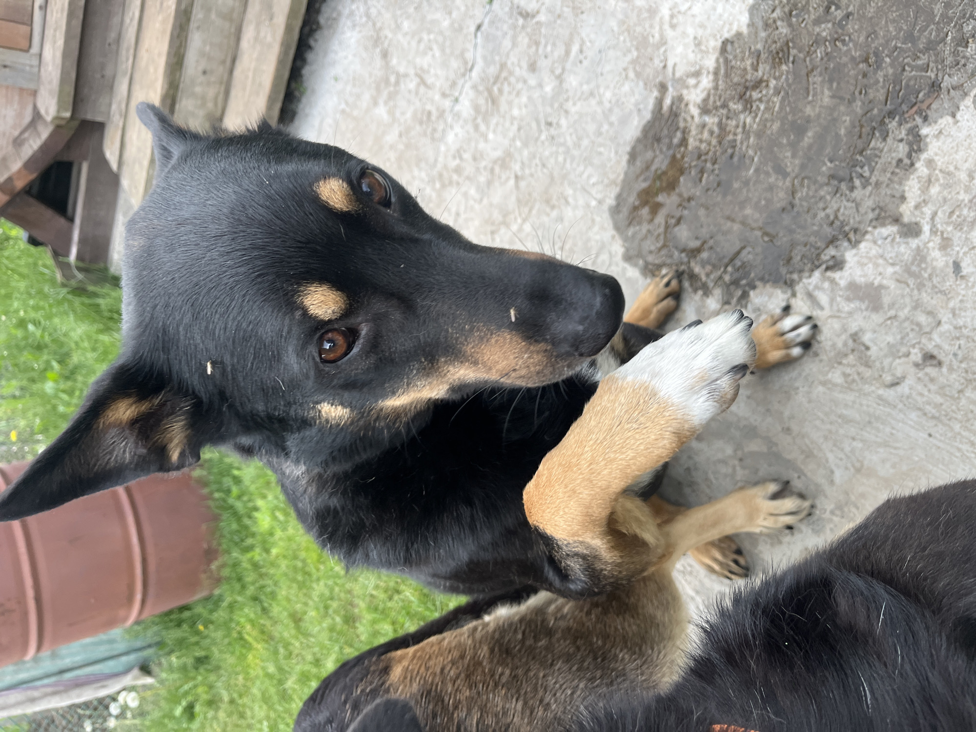 The scene depicts two dogs in an outdoor setting in Nizhny Tagil, Russia. In the foreground, a black and tan dog faces the viewer, its dark brown eyes directly engaged with the camera. This dog exhibits erect, pointed ears, a black muzzle, and tan markings above its eyes and on its cheeks. Its left front paw, tan with a distinct white lower section and dark paw pads, is raised and resting on the visible shoulder or back of a second dog positioned to its left. Small, light-colored specks are visible on the black fur of the foreground dog's head and muzzle. The second dog, largely obscured, shows predominantly tan fur on its visible side, suggesting a similar black and tan coat pattern. Both dogs are standing on a light grey concrete surface. To the lower right, an irregular puddle of water is present on the concrete. The background on the left features a patch of green grass with scattered white flora, behind which a wire fence and a reddish-brown metal barrel are visible. On the upper right, a light-colored wooden structure, possibly a doghouse or a set of steps, is partially visible. The overall lighting suggests an overcast or diffused light condition.