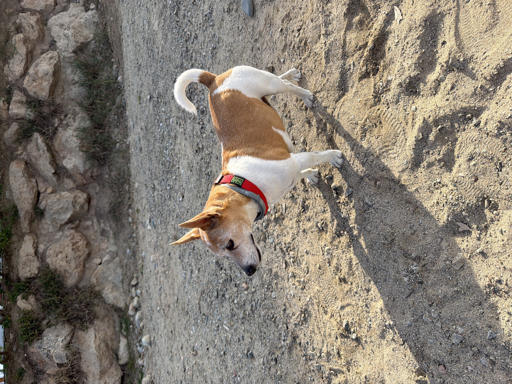 A brown and white dog stands on a sandy path with a rocky area to the left. The dog is wearing a red collar. The location is Mont-roig del Camp, Spain.