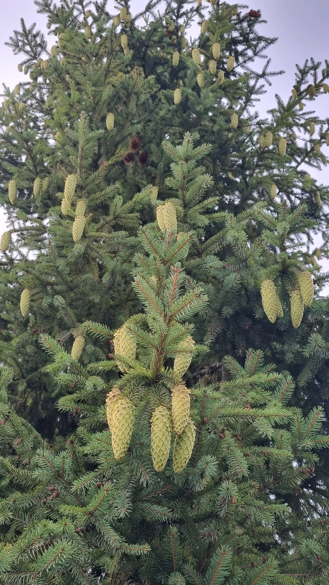 An upward-facing, full-frame photograph captures the dense foliage and numerous green pine cones of a spruce tree. The spruce tree is the sole subject of the image. The pine cones are elongated and hang downwards, with their scales clearly visible. Some older, brown pine cones are also visible amongst the green ones. The needles of the spruce tree are a deep green color, and the overall impression is one of abundant growth. The background is a light, overcast sky, suggesting a natural, outdoor setting in Izky, Ukraine.