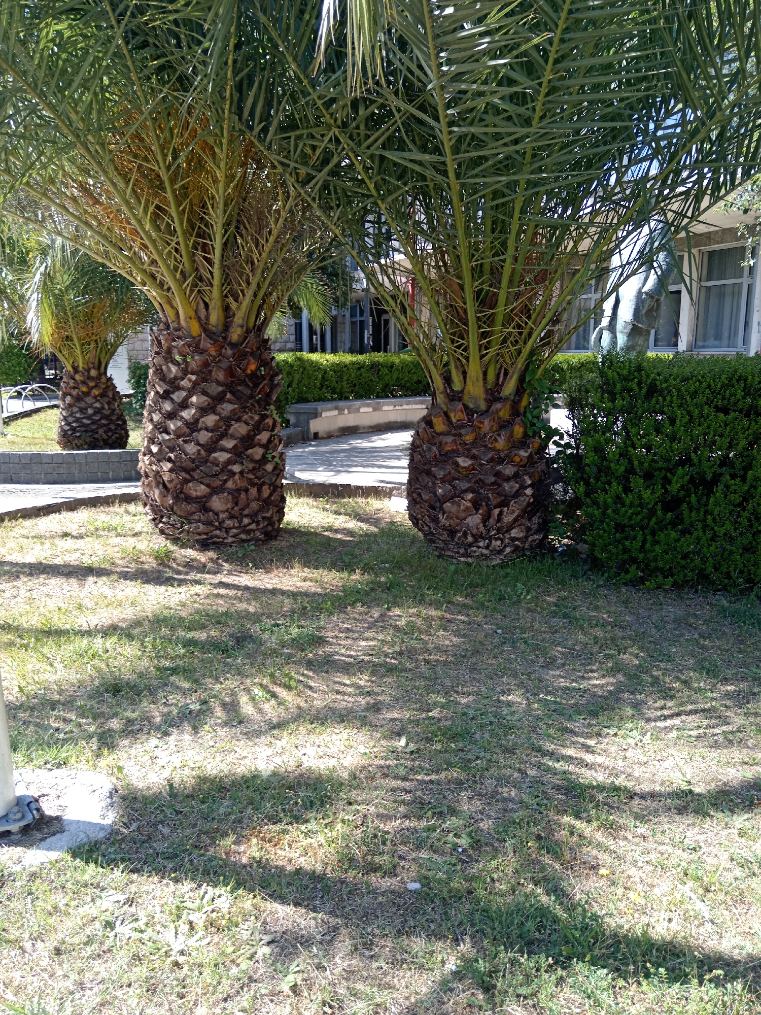 The image shows three Canary Island date palms in a grassy area. The tree on the left is smaller and farther away than the other two. Behind the trees are hedges, a sidewalk, a bench, and a building with windows. The image was taken on a sunny day, and the shadows of the trees are visible on the grass. The scene is in Podgorica, Montenegro, near a building.