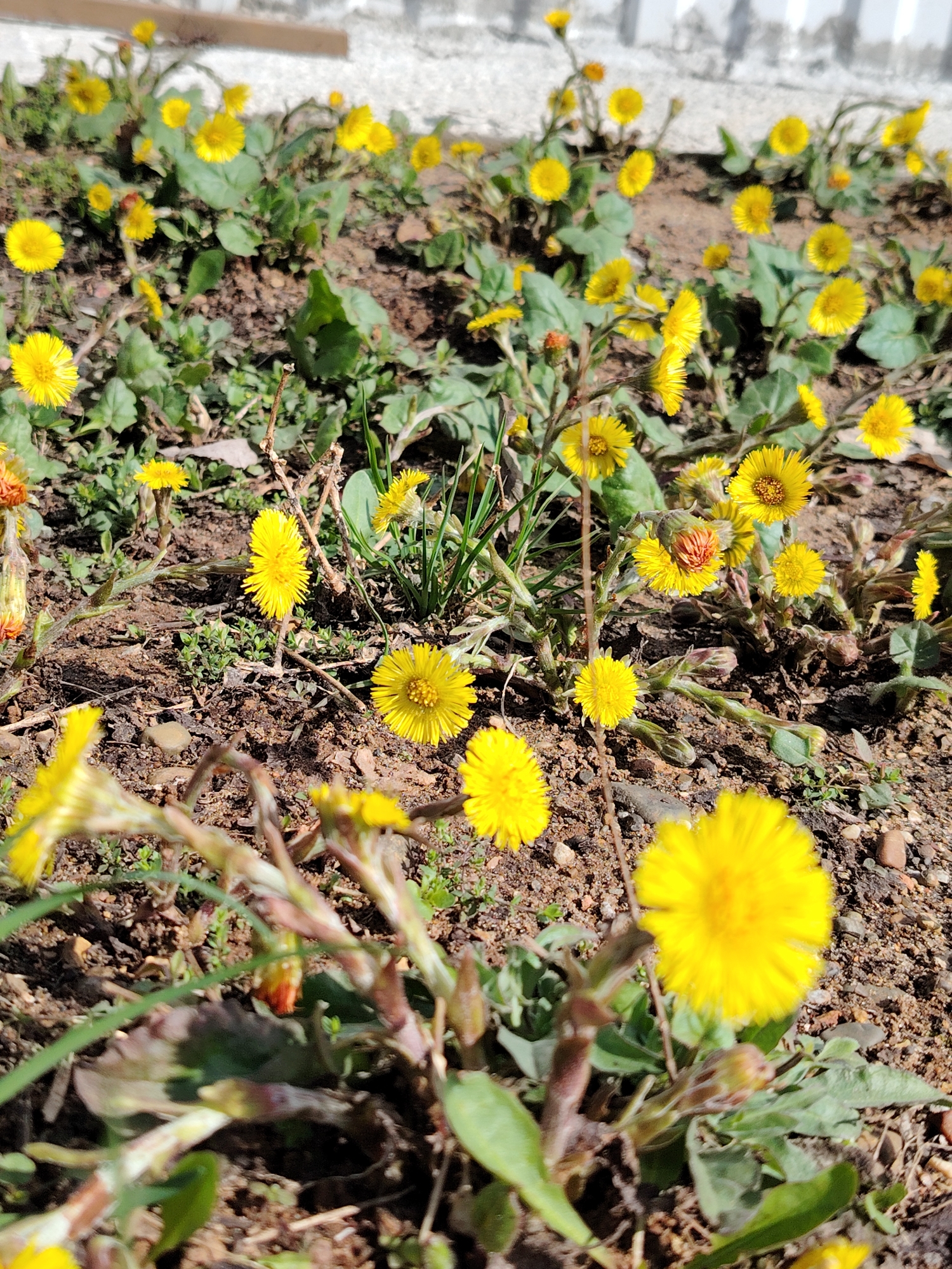 This media file captures a ground-level view of numerous bright yellow flowers, identifiable as colt's foot (Tussilago farfara), blooming across a patch of earth. The scene is an outdoor setting, likely a garden bed or natural ground area in Марковский, Russia.
The dominant subjects are the yellow flowers, which are scattered throughout the frame, varying in focus due to the shallow depth of field. Many flowers feature their characteristic scaly, reddish-brown stems and vibrant yellow, ray-like petals, resembling miniature dandelions. Some flowers are still in bud form, showing reddish-orange hues. Emerging green leaves, likely from the colt's foot plants, are visible around the base of some flower stalks, along with patches of fine green grass and weeds. The ground is composed of brown, somewhat dry soil with small stones and pebbles interspersed.
The image is brightly lit by sunlight, suggesting it was taken during the day, possibly in the morning or afternoon, as indicated by the clear shadows. The blooming colt's foot flowers are a strong indicator that the photograph was taken in early spring. In the blurry background, a light-colored structure, possibly a concrete wall or curb, runs horizontally. There are no people or discernible text visible in the image.