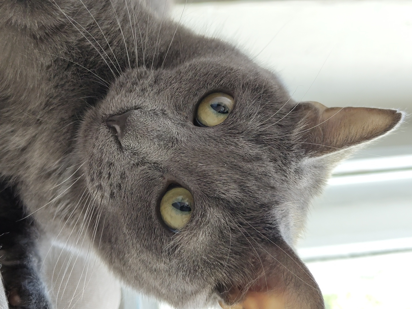 A close-up, head-and-shoulders shot features a Russian Blue cat with striking green eyes. The cat's fur is a solid, soft gray, and its ears are perked up, suggesting attentiveness. The lighting is soft, coming from the right, highlighting the texture of the fur and the gleam in the cat's eyes. The background is blurred, with vertical lines hinting at a window. The cat is positioned in the lower right quadrant of the frame, with its face turned slightly towards the viewer, creating an intimate and engaging portrait. No city or location information is available.