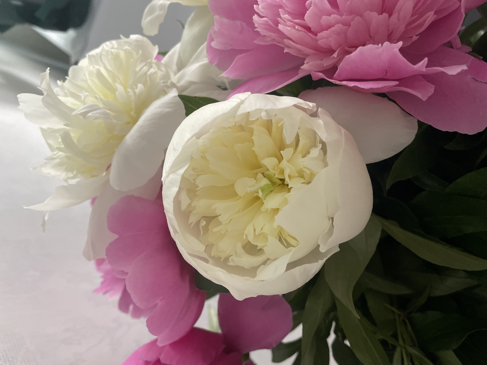 The image displays a close-up still life of a vibrant bouquet of peonies. The primary subjects are several large, fully bloomed peonies, characterized by their numerous delicate petals. The dominant colors are soft white/cream and various shades of pink and magenta.
In the foreground and centrally positioned is a prominent white/cream peony, its center revealing a subtle yellowish-green hue amidst its tightly packed petals. To its left, another white peony with a similar appearance is partially visible. Surrounding these white flowers are several lush pink peonies, some appearing in full bloom with ruffled petals, while others are seen as rounded buds or partially opened flowers, adding depth and contrast to the arrangement. Dark green leaves and foliage are interspersed among the blossoms, providing a natural backdrop and enhancing the vibrancy of the petals.
The flowers are well-lit with soft, diffused lighting, suggesting an indoor setting without direct harsh sunlight. There are no people or specific activities depicted, focusing solely on the beauty of the floral arrangement. No specific time of day or weather conditions can be determined from the image. While the provided context indicates Rozsoshentsi, Ukraine, there are no visible location cues within the image itself to confirm this. No visible text is present in the media file. The overall impression is one of natural beauty and freshness.