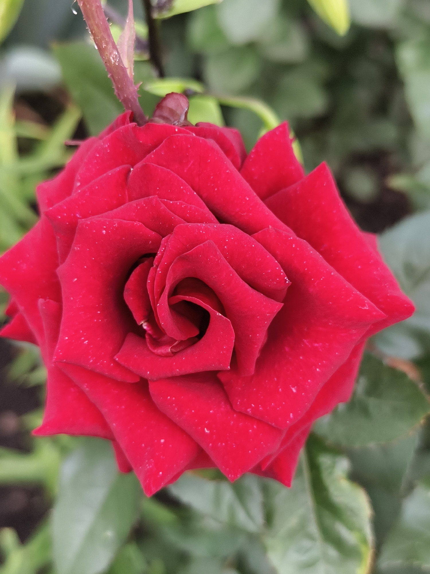 A close-up, overhead shot shows a vibrant red rose in bloom. The rose's petals are tightly furled in the center, gradually opening outwards. Tiny water droplets are scattered across the petals, suggesting recent rain or dew. The stem, visible at the top, is a deep reddish-brown and appears to have small thorns. The background is a blur of green foliage and darker earth, indicating an outdoor setting. No people are visible in the image. The specific location within Семилетка, Russia, cannot be determined from the visual information provided.