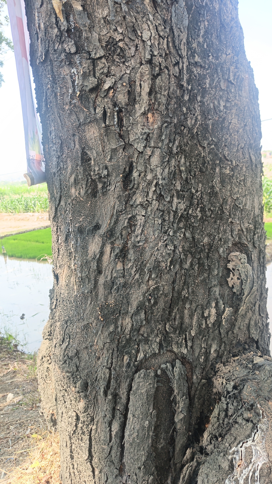 A close-up, eye-level, vertical shot focuses on the textured bark of a large tree trunk. The bark is rough, deeply furrowed, and predominantly dark grey with some lighter grey and reddish-brown patches. Small, light-colored bumps, possibly sap or insect eggs, are visible scattered across the bark. To the left of the trunk, a white and red patterned object, possibly a piece of fabric or a sign, is partially visible, hanging down. In the background, out of focus, a bright green field, likely rice paddies, stretches out next to a body of water. The ground at the base of the tree is covered with dry leaves and dirt. The scene appears to be outdoors, in a rural or semi-rural setting within Jekulo, Indonesia, indicated by the presence of rice fields. There are no people visible in the image.
