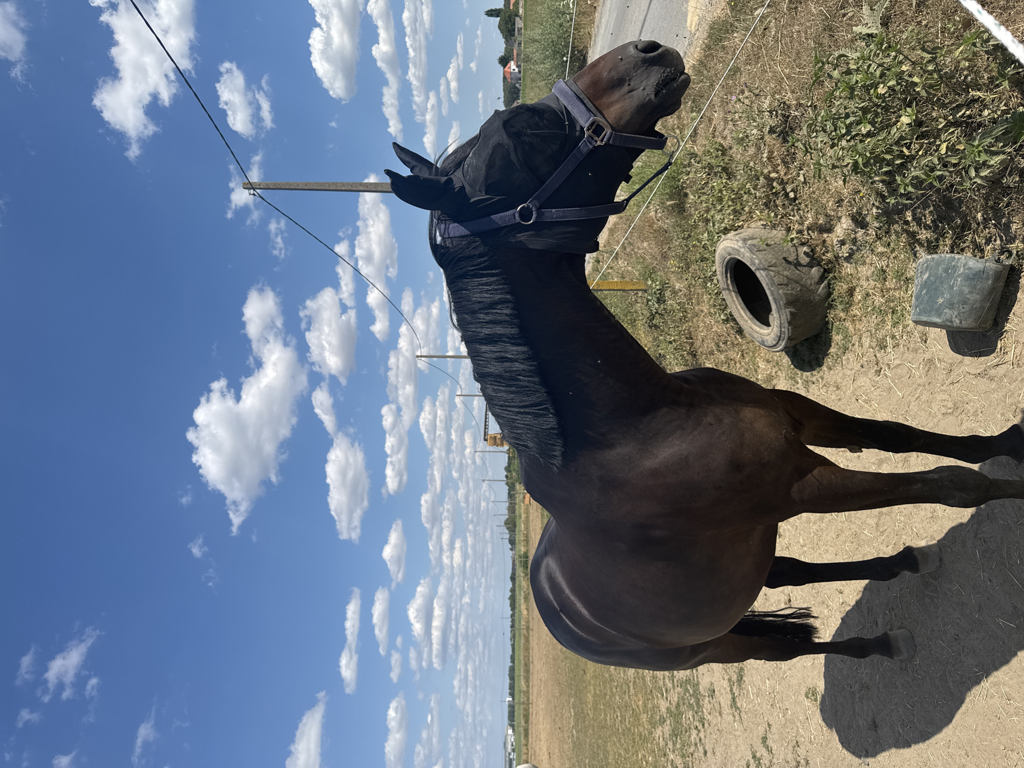 A brown horse stands in a dusty, outdoor enclosure. The horse is wearing a dark-colored fly mask and bridle. The enclosure appears to be a field with dry grass and some weeds. In the background, there are power lines, a fence, a discarded tire, and a blue plastic container. Beyond the enclosure, a paved road is visible, and further in the distance, there are trees, fields, and some buildings. The sky is bright blue with scattered white clouds. The scene is likely located in a rural area, potentially on the outskirts of Estaimpuis, Belgium, given the typical landscape of such regions.